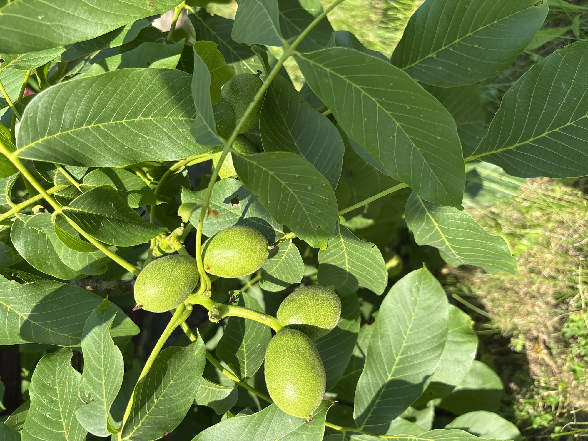 A close-up shot of unripe walnuts on a tree branch, surrounded by lush green leaves. The walnuts are oval-shaped and have a fuzzy, green exterior, with some clusters of two or three visible. The leaves are broad and have prominent veins. Sunlight dapples through the foliage, creating highlights and shadows. The background consists of blurred green grass. The scene is outdoors, likely in a garden or orchard.