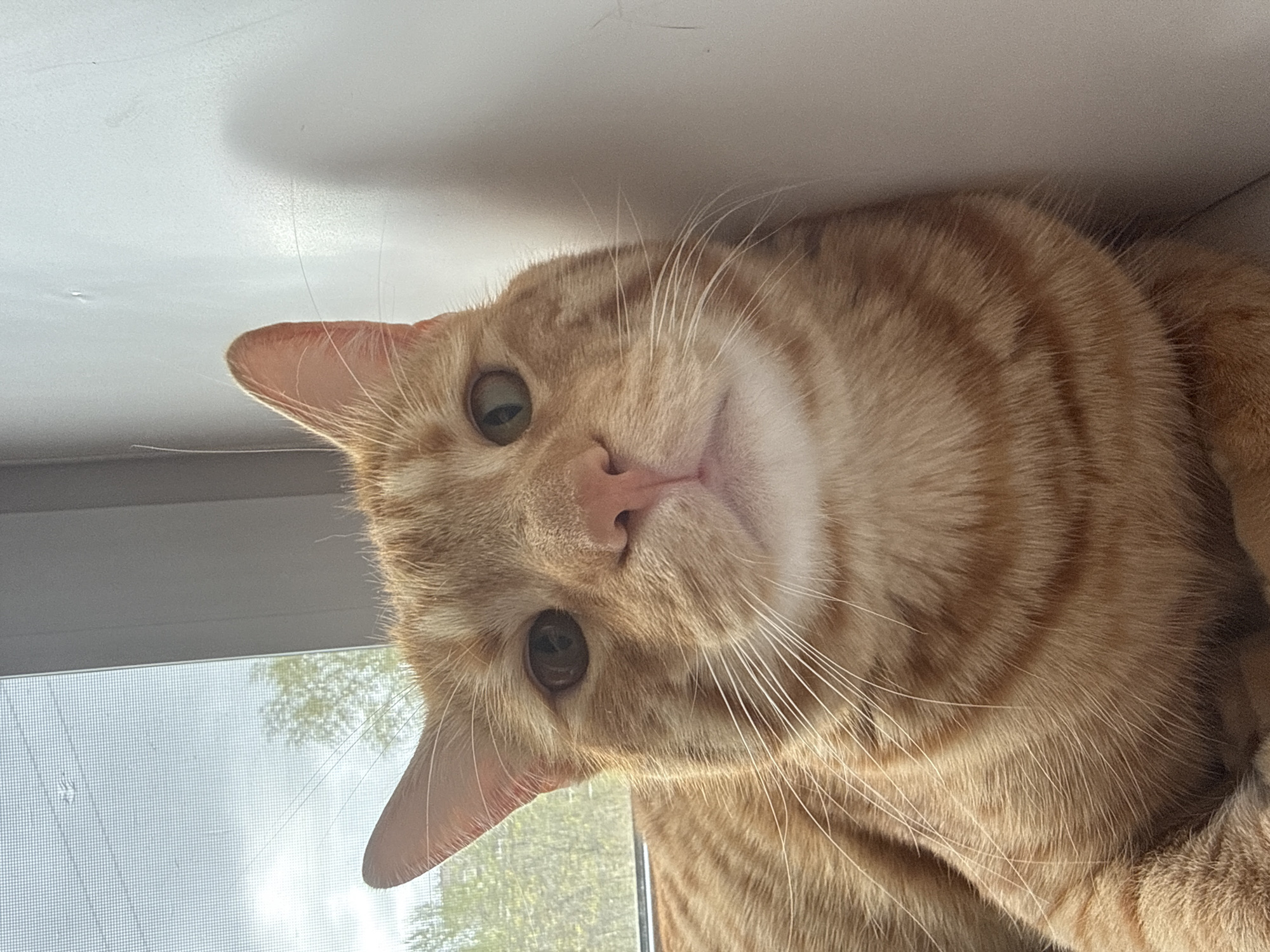 A close-up, tilted view of an orange tabby cat's face. The cat is positioned near a window with a screen, possibly inside a building. There is no evidence of the city of Perm, Russia.