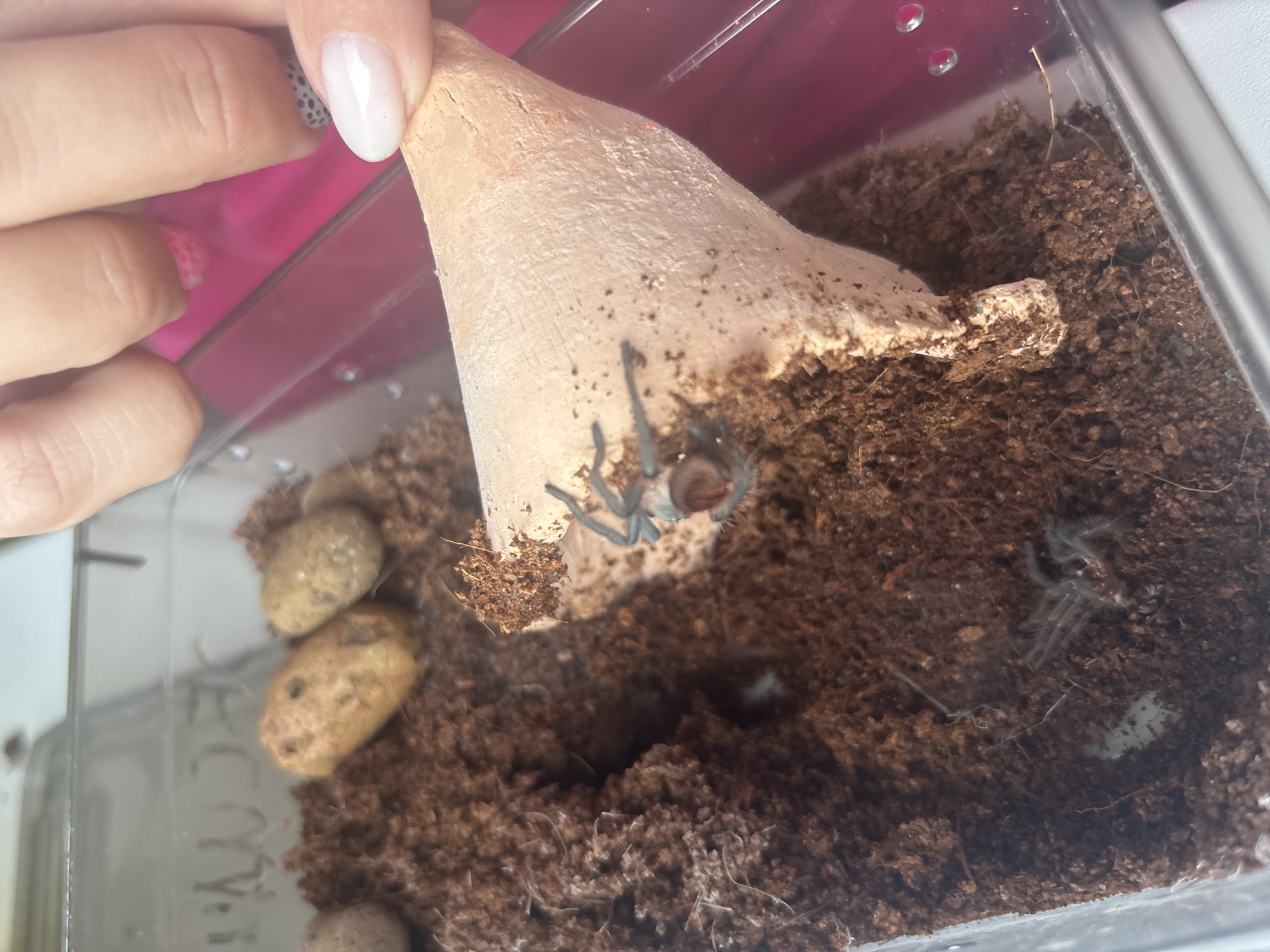 A close-up, indoor shot shows a person holding a cone-shaped object over a clear plastic container filled with brown soil and several smooth, light-colored stones. Inside the container are two tarantulas. One tarantula is clinging to the underside of the cone-shaped object, while the other is visible in the soil. The person's hand, with a fingernail painted white with black polka dots, is holding the cone. The container is filled with a substrate of damp soil, and a few small pebbles are on the bottom. The environment suggests a hobbyist or enthusiast keeping tarantulas as pets. Location details are not supported by the image content.
