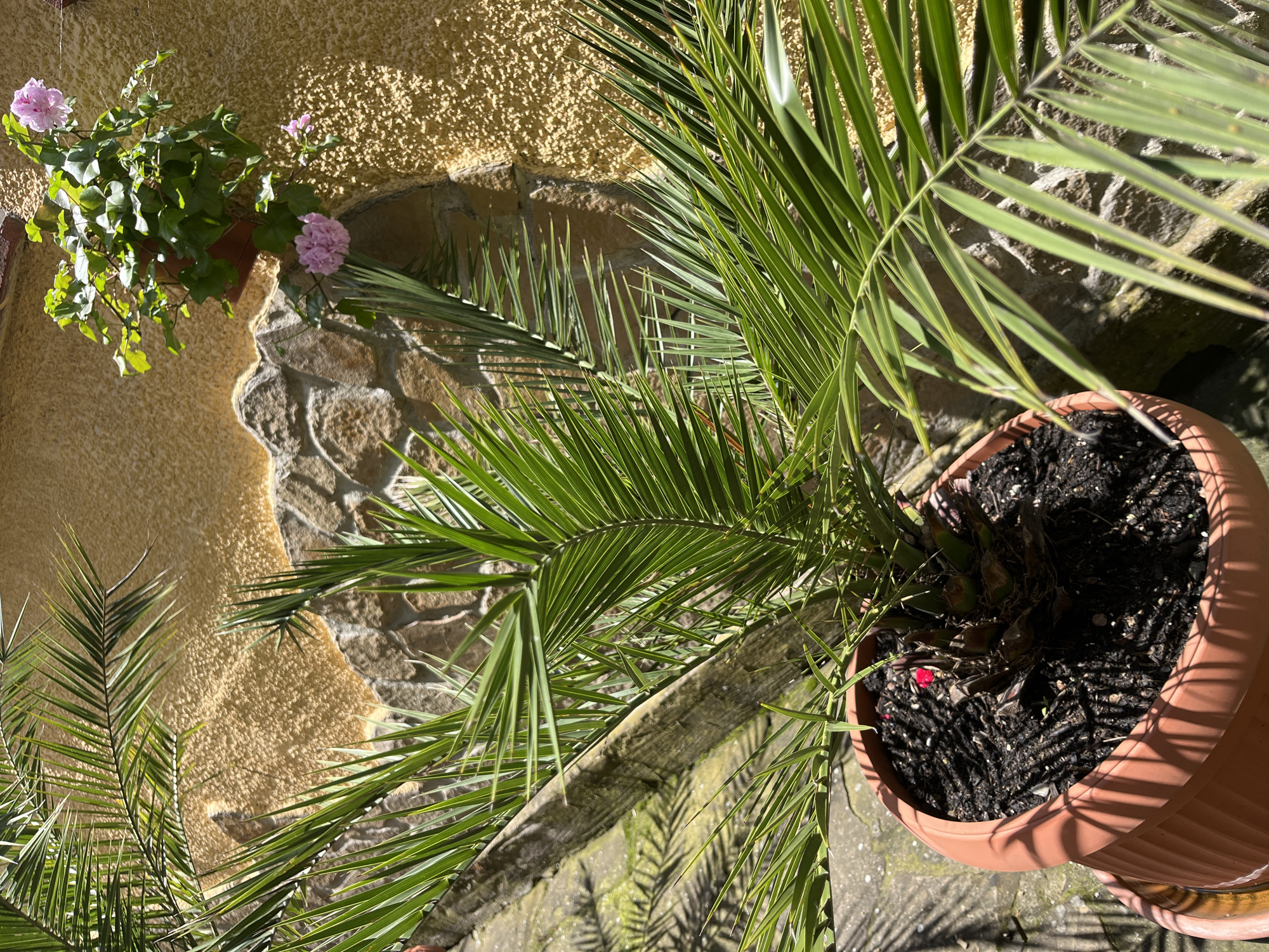 A potted palm tree is in the foreground, its fronds fanning out towards the camera. The tree is in a rust-colored planter filled with dark soil. Behind the palm, a textured, yellow wall is visible, with a section of rough, natural stone embedded in it. To the upper right, a hanging planter holds a flowering plant with clusters of pink blossoms. The scene is lit by bright sunlight, casting distinct shadows from the palm fronds onto the stone and wall. The overall impression is a sunny outdoor setting, possibly a courtyard or patio.