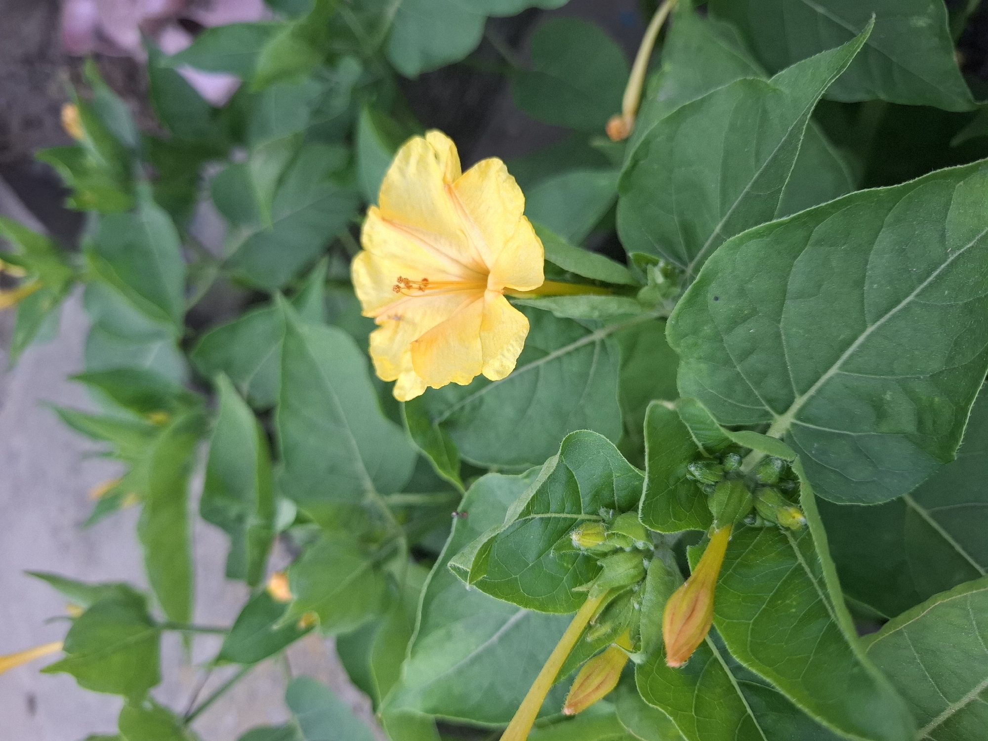 A close-up shot shows a yellow four o'clock flower in bloom, surrounded by vibrant green foliage. Several closed buds, tinged with orange, are also visible, some tightly clustered and others on longer stems. The background is softly blurred, hinting at a natural outdoor setting, possibly a garden or a park. The scene is captured in Dubăsarii Vechi, Moldova. There are no people or animals present.