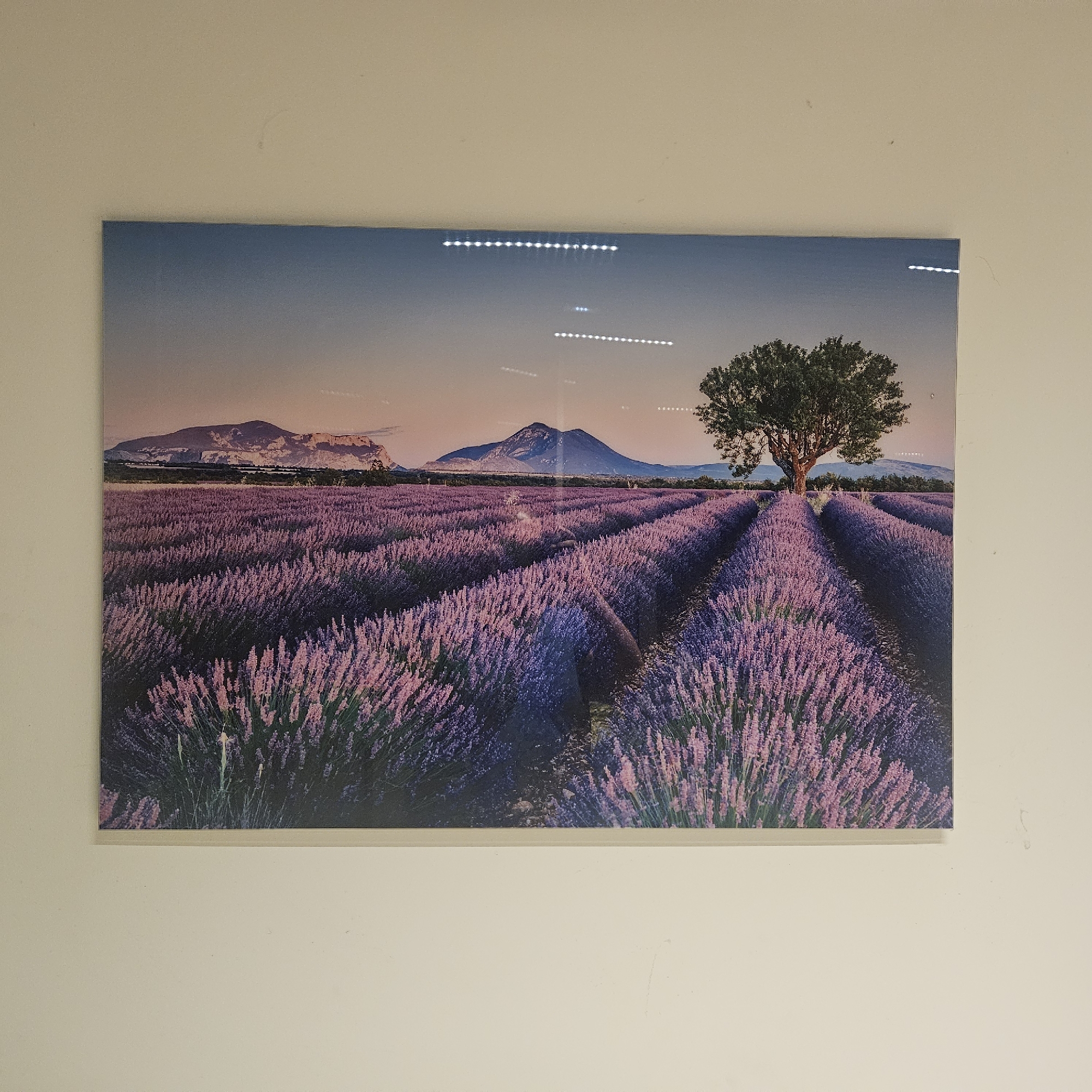 This is a photograph of a landscape painting or print depicting a field of lavender in bloom. The lavender field stretches into the distance, with rows of purple flowers creating a sense of depth. In the background, there are mountains and a single, large tree standing in the middle of the lavender field. The sky is a gradient of blue and pink, suggesting either sunrise or sunset. The overall scene is tranquil and picturesque, likely inspired by the famous lavender fields of Provence, France, such as those found near Lançon-Provence. The print is framed and hanging on a plain, light-colored wall. There are reflections on the surface of the print, indicating it might be behind glass.