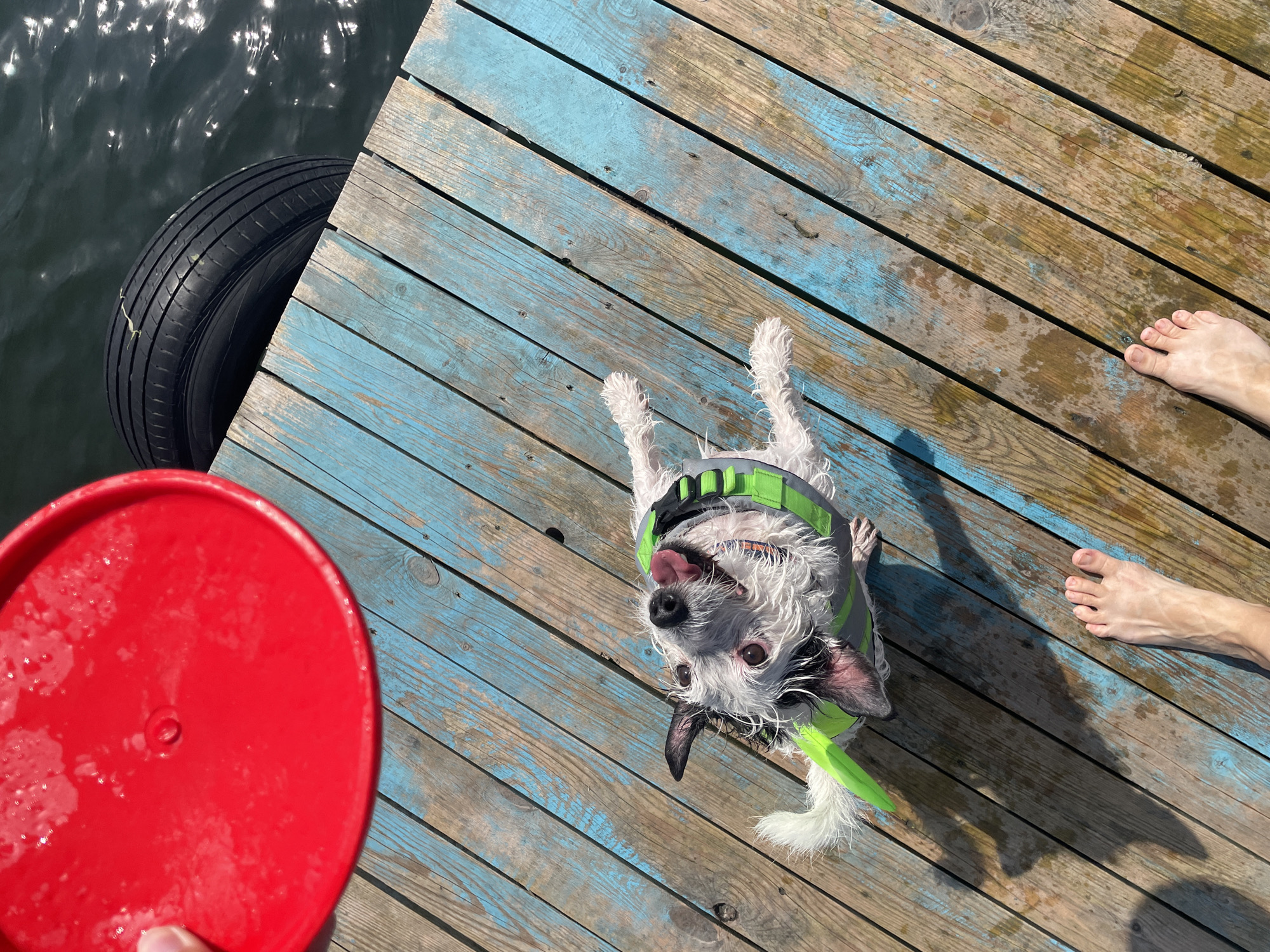 An overhead shot shows a scruffy terrier mix dog on a wooden dock. The dog is wearing a bright green life vest and has a green toy in its mouth. The dog is looking up and to the right, with its tongue out. The dock is made of weathered wood planks, some of which are painted blue. To the left of the dog, a red frisbee is held by a hand, partially visible at the top left of the frame. To the right of the dog and dock, a black tire rests partially in the water. The water is choppy and reflects the sunlight. Two bare feet are visible on the dock, positioned in the bottom center and bottom right of the frame, facing away from the camera. The scene appears to be outdoors on a sunny day.