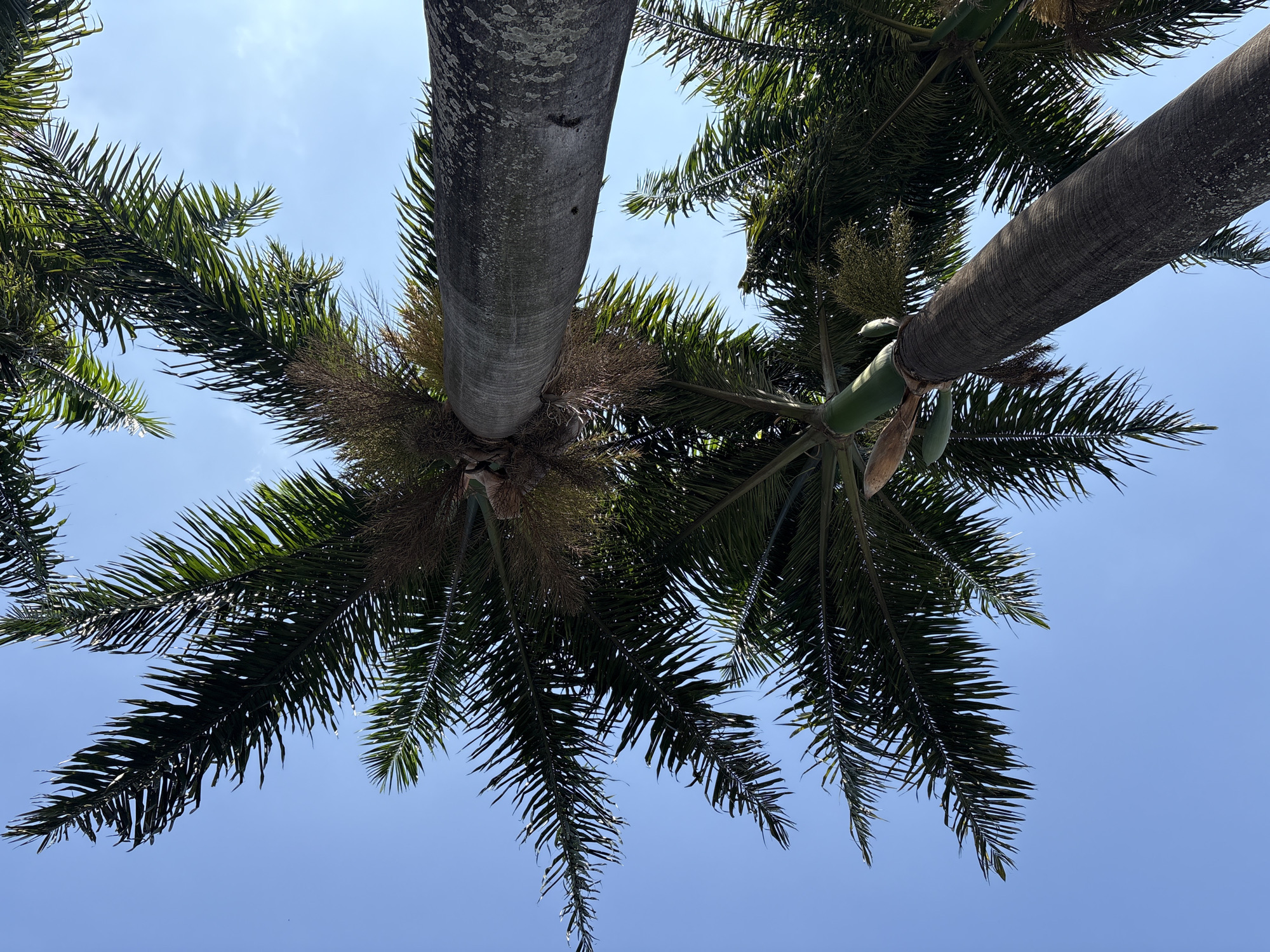 The image shows a low-angle perspective looking up at the fronds and trunks of several palm trees against a clear blue sky. The palm trees are tall and slender, with textured, greyish-brown trunks that appear to be rough and possibly weathered. The fronds are dark green and feathery, spreading outwards and upwards, creating a canopy effect. Some parts of the fronds show signs of dryness or decay. The lighting suggests it is daytime, with sunlight filtering through the leaves. There are no people or animals visible in the image. The overall environment appears to be an outdoor setting, likely a park or a garden within an urban area, given the context of São Paulo, Brazil.