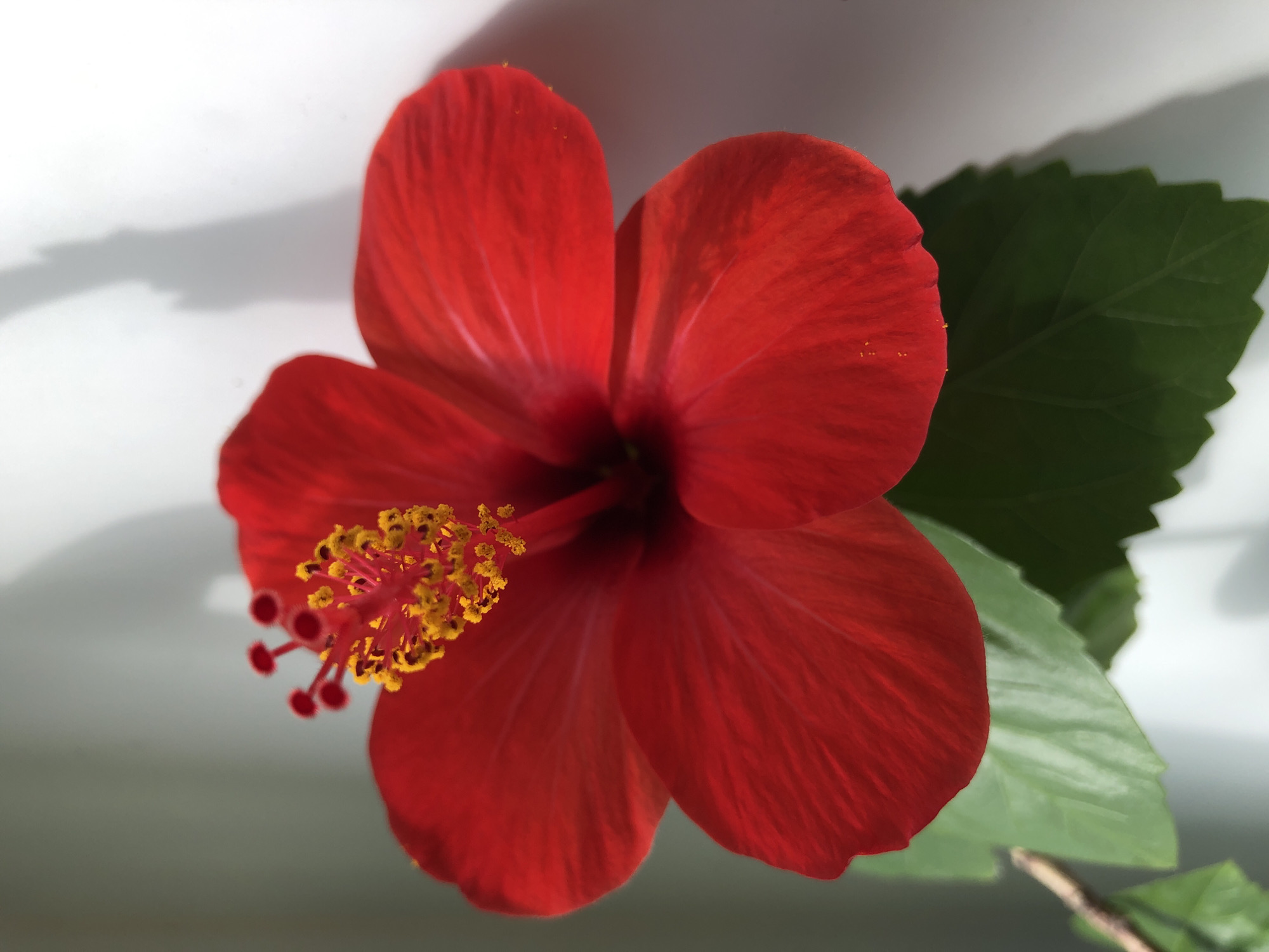 The image displays a single, mature red hibiscus flower, centrally positioned and occupying the majority of the frame. The flower features five broad, deep crimson petals exhibiting subtle venation, with the color appearing most saturated towards the center. Extending from the flower's dark central throat is a prominent reddish-pink pistil column, topped with numerous bright yellow anthers densely covered in pollen. Above the anthers, five reddish-orange stigmas are visible. Below the flower, several dark green leaves with visible serrated edges are partially present, along with a segment of a slender brown stem on the left. The background is a plain, light-toned surface, possibly a wall, exhibiting areas of bright illumination, particularly in the upper right, and softer shadows. A distinct, elongated shadow, likely cast by a leaf or the flower itself, is visible against the light background in the upper right quadrant. The lighting is direct, originating from the right, creating highlights and casting shadows. The image contains no identifiable geographical markers or contextual elements to confirm a location in Noviy, Russia. No people or discernible actions are present.