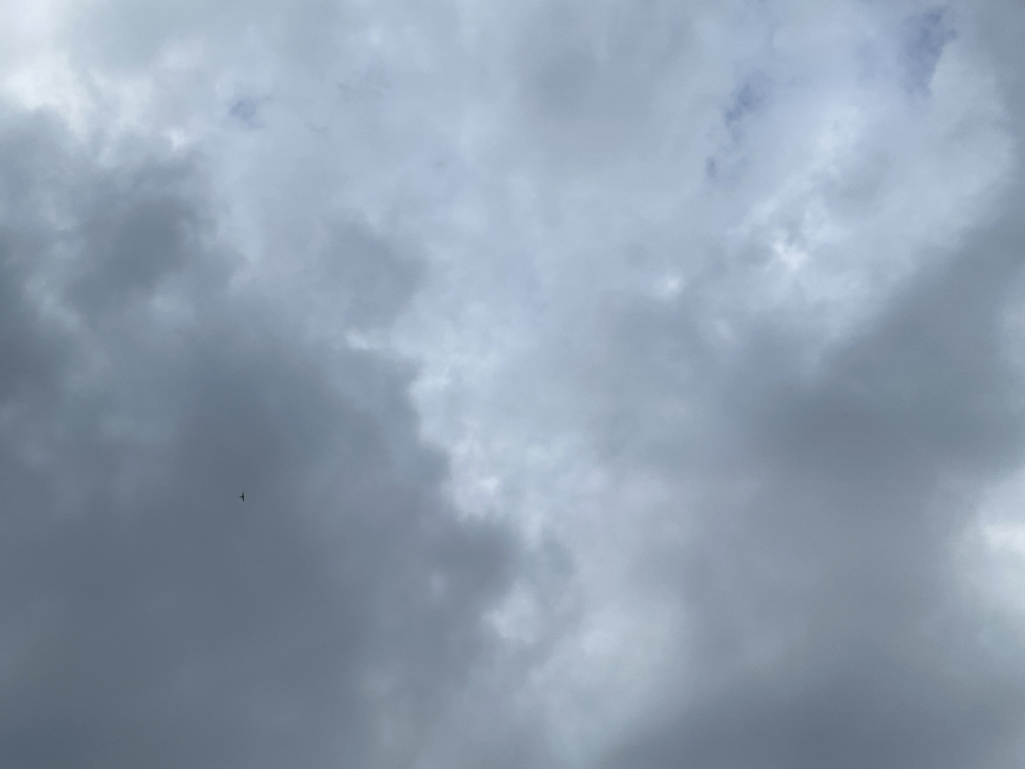 The image displays a wide expanse of an overcast sky above Poltava, Ukraine. The sky is predominantly filled with clouds ranging in various shades of grey, indicating a heavily cloudy or possibly pre-rainy atmosphere. Denser, darker grey cloud formations are visible, particularly on the left side and towards the bottom, contributing to a slightly somber mood. In contrast, lighter grey and almost white cloud patches are present towards the center and right of the frame, suggesting areas where the cloud cover is thinner or more illuminated. A tiny, dark silhouette of a bird is distinctly visible in the lower-left quadrant, captured in mid-flight against the grey backdrop. The scene suggests daytime under heavy cloud cover. There is no visible text in the image.