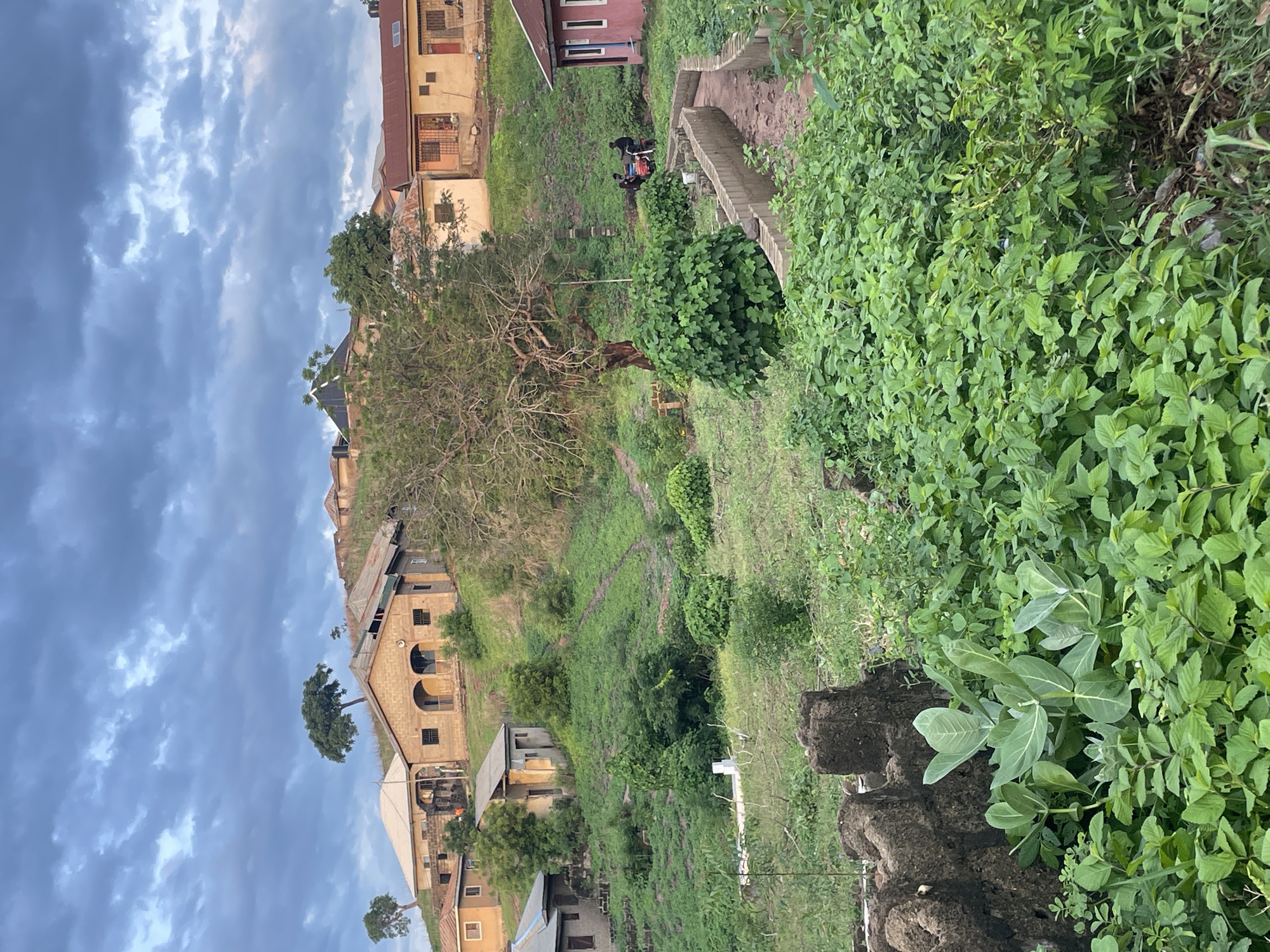 The image depicts a scene in Lokoja, Nigeria, characterized by a hillside dotted with residential buildings and lush greenery. In the foreground, dense vegetation covers the landscape, with large green leaves dominating the lower portion of the frame. A rough, dark-colored structure made of what appears to be mud or concrete is visible on the left. As the terrain slopes upwards, a winding concrete pathway is visible, bordered by low walls.
Several houses are scattered across the hillside. One building in the mid-ground, constructed from brick and with arched windows, stands prominently. Further up, more houses with corrugated iron roofs are visible. On the right side of the image, a bright pink building with white window frames stands out. A few trees are interspersed among the buildings and vegetation.
In the mid-ground, near a large tree, three individuals are gathered around a red motorcycle. The sky above is overcast with dramatic clouds, suggesting either dusk or an approaching storm. The overall impression is one of a rural or semi-rural residential area in Nigeria.