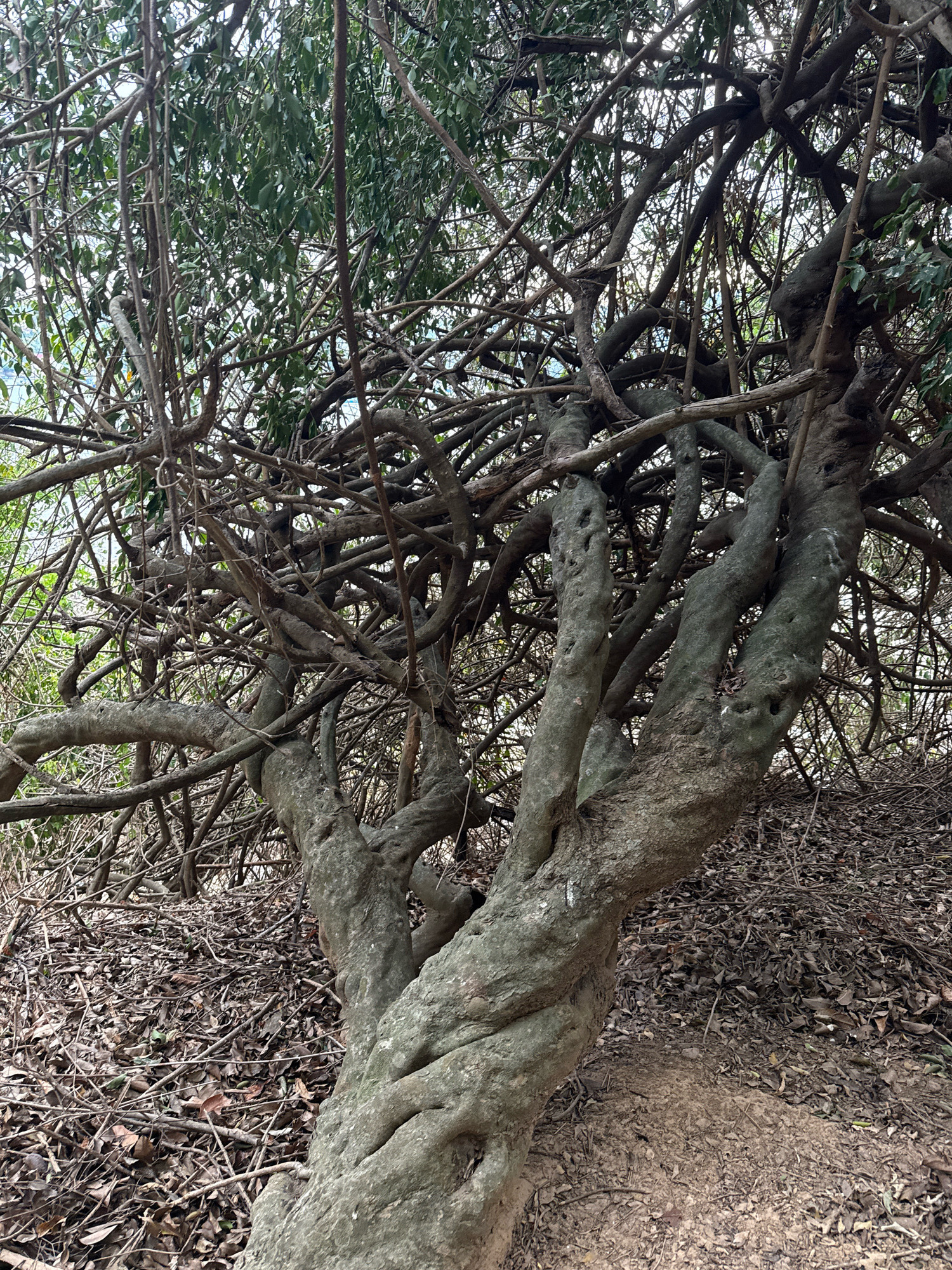 The image shows a close-up view of a gnarled tree with a thick, twisted trunk and a dense canopy of branches and leaves. The ground around the tree is covered in fallen leaves and twigs. The lighting suggests it is daytime, with sunlight filtering through the leaves. The location is identified as Song Cau, Vietnam. There are no people or animals visible in the image.