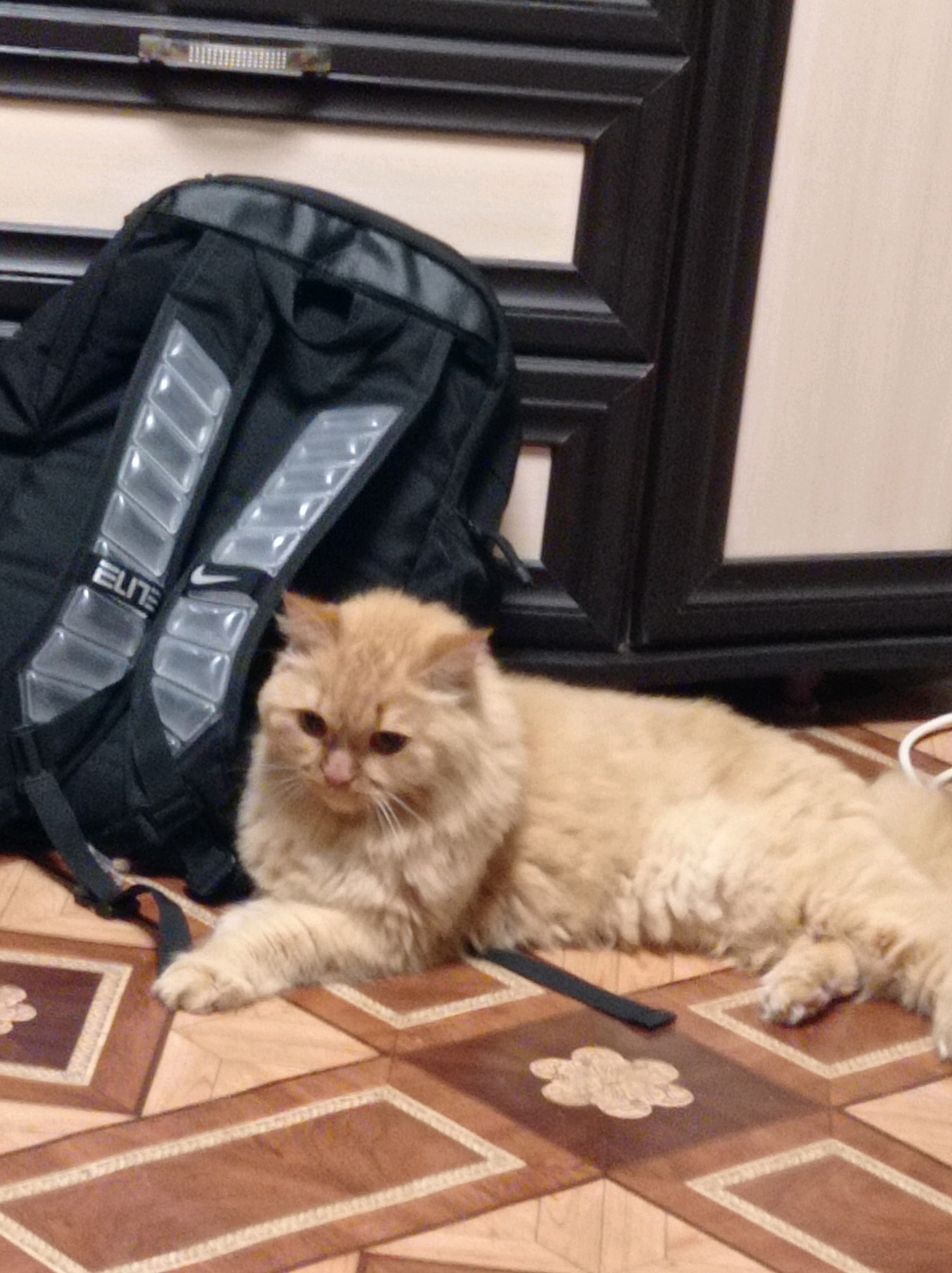 A fluffy, light orange cat lies on a patterned floor next to a black backpack. The cat is facing left with its head slightly tilted down, and its paws are extended forward. The backpack has silver accents and the word "ELITE" is visible on one of the straps. The floor has a geometric pattern of wood tones. The background is dark and appears to be a piece of furniture. There are no people visible in the image. The scene is indoors. It is not possible to determine the location in the city of Degtyarsk, Russia from the image.