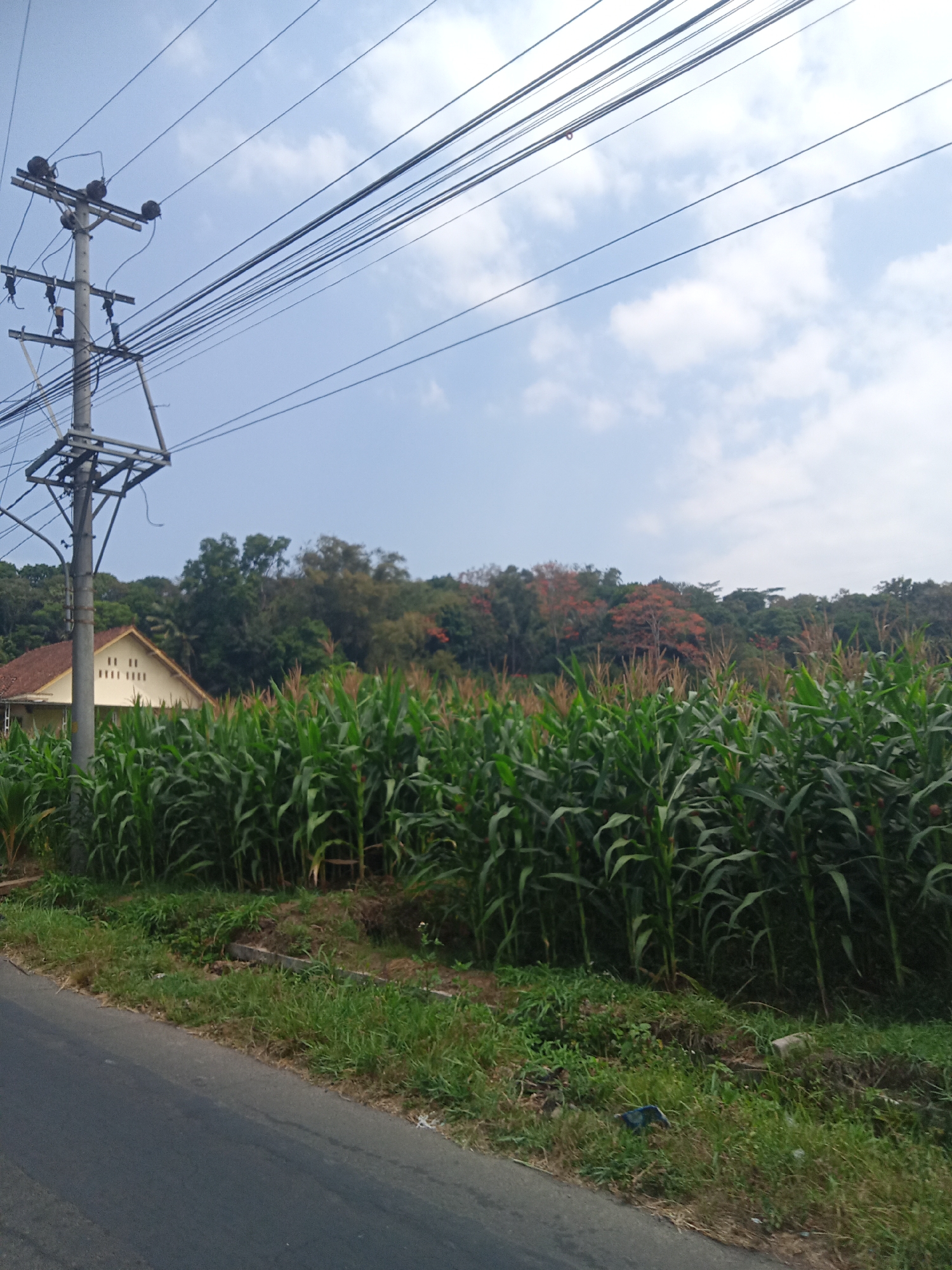 The image shows a rural roadside scene in Tegalwaton, Indonesia, with a field of tall green corn stalks dominating the midground. To the left, a utility pole with numerous wires is prominent, and behind it, a house with a yellow facade and a tiled roof is visible. The background features a dense line of trees, with some foliage displaying a reddish-orange hue, suggesting a flowering tree or seasonal change. The foreground consists of a paved road on the left, with a strip of grass and vegetation separating it from the cornfield. The sky above is blue with scattered white clouds.