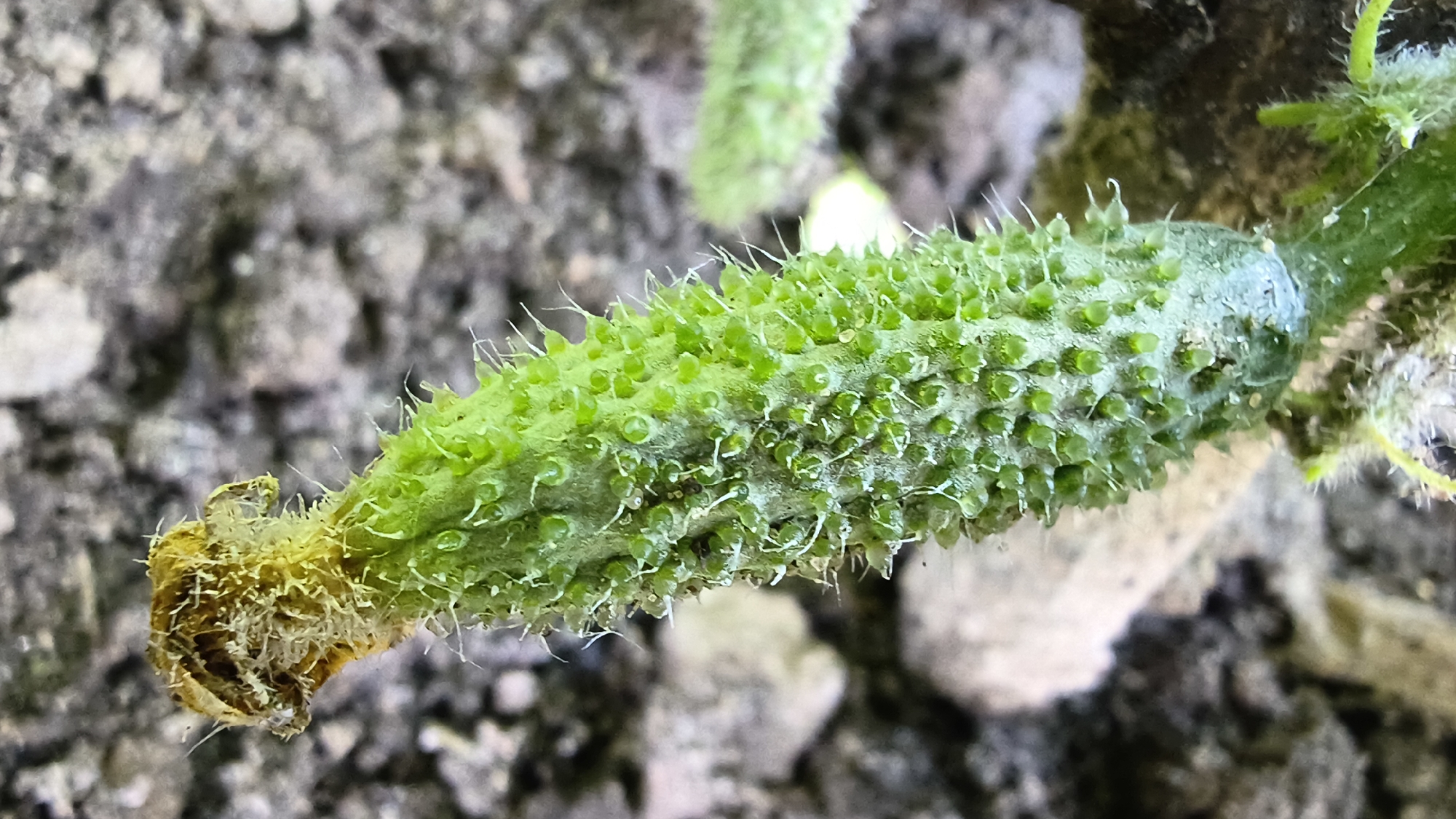 An extreme close-up, high-angle shot shows a young, green cucumber growing horizontally from a vine. The cucumber is covered in small, green bumps and fine, white hairs. The end of the cucumber closest to the viewer is yellowed and appears dry and withered. The background is out of focus and shows brown soil with some lighter-colored pebbles. The scene is outdoors. The location in Mikhaylovka, Russia is unknown.