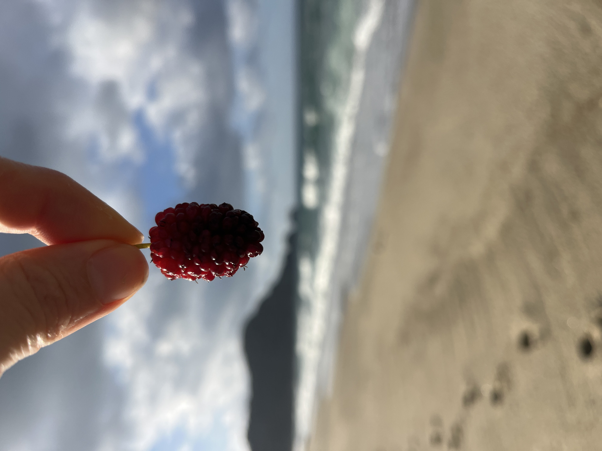 A human hand holds a red mulberry in front of a beach scene. The background depicts the Alanya coastline in Turkey, with a sandy beach, waves, and a cloudy sky. A dark landmass extends from the sea.
