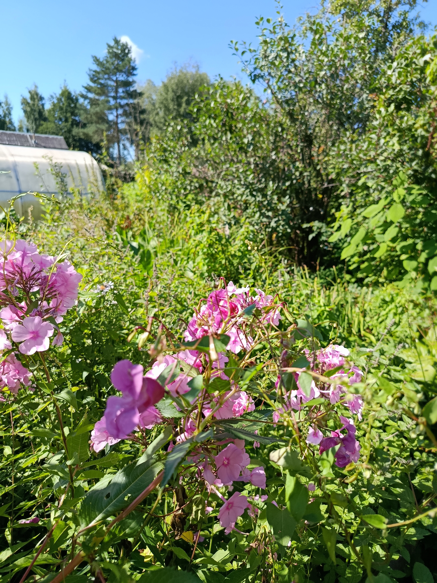 In the city of Vereya, Russia, on a clear, sunny day, a vibrant garden scene unfolds. In the foreground, clusters of pink and purple impatiens flowers are in full bloom, their delicate petals reaching towards the sun. Behind them, a lush expanse of green foliage dominates the frame, interspersed with hints of taller grasses and other wildflowers. To the left, the white, curved roof of a greenhouse is visible, suggesting a cultivated area. The background is filled with a dense arrangement of trees, their leaves creating a rich tapestry of greens under the bright blue sky. The overall impression is one of natural beauty and the bounty of a summer garden.