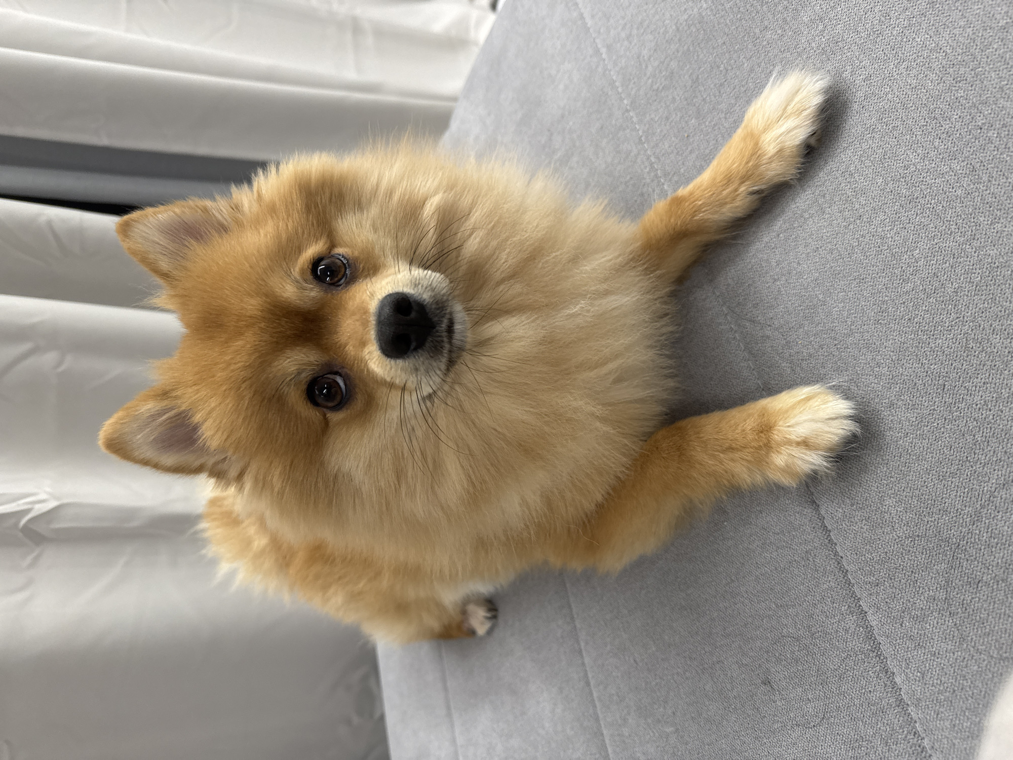 A small, orange-brown Pomeranian dog is depicted lying on its stomach on a grey, upholstered surface, possibly a sofa or bench, in Sofia, Bulgaria. The dog faces forward, looking directly at the viewer with dark, reflective eyes. Its front paws are extended forward, while its hindquarters are obscured. The dog has dense, fluffy fur, a black nose, and pointed ears. The background consists of out-of-focus white curtains with subtle vertical folds.