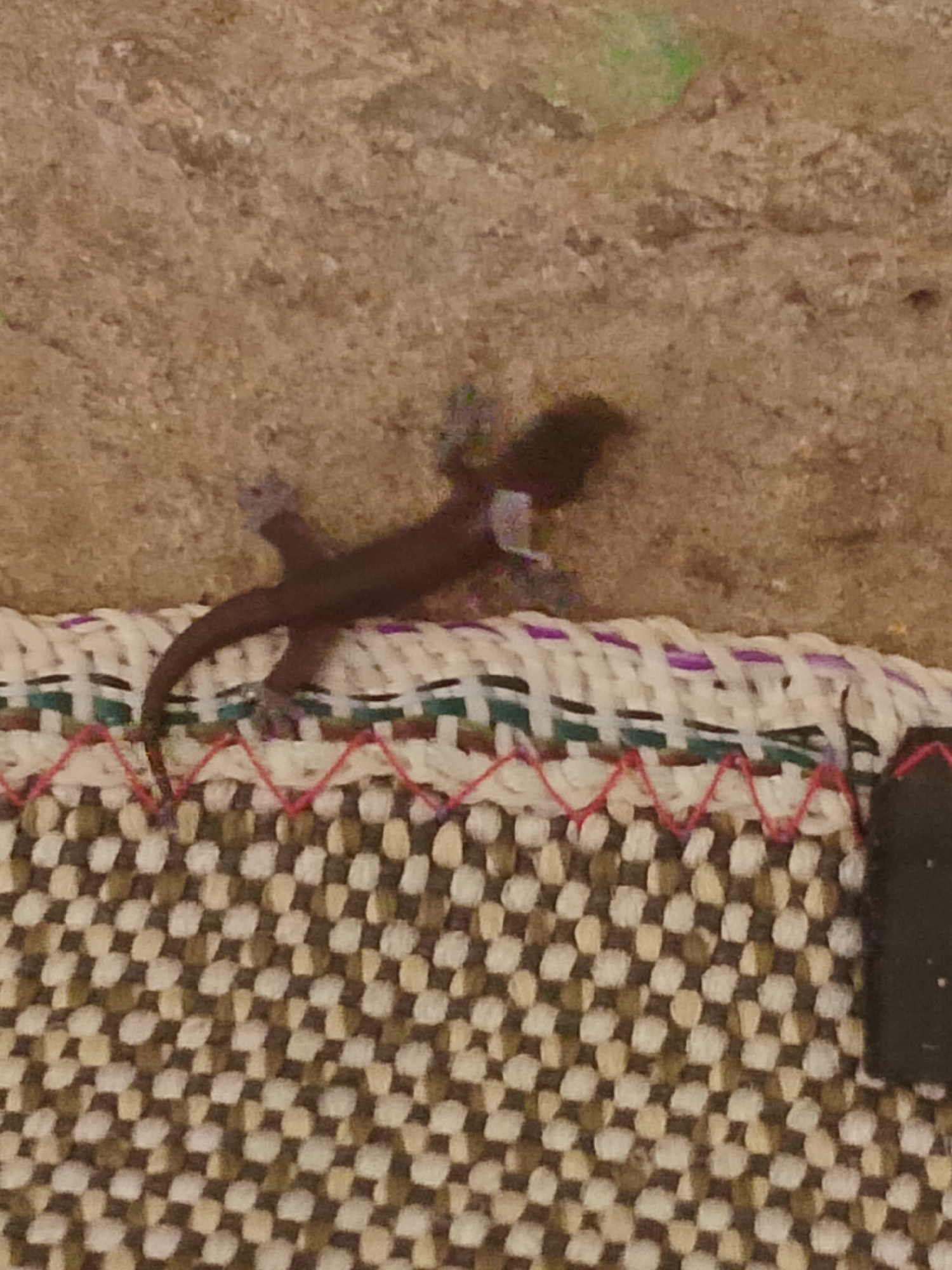 A small, dark-colored lizard is perched on a textured woven surface. The surface appears to be made of interlaced fibers, with a checkered pattern in shades of brown and beige, and a band of white, green, and purple woven material above it. A thin red zig-zag stitching runs along the top edge of the checkered surface. The background is a rough, textured, sandy-brown wall, possibly a natural rock or concrete surface. There is a faint green smudge in the upper portion of the background. The lizard is facing towards the right of the frame, with its body arched and its tail extending towards the left. Its limbs are splayed, with its toes gripping the woven surface. The scene is captured outdoors in Kasiman, Indonesia.