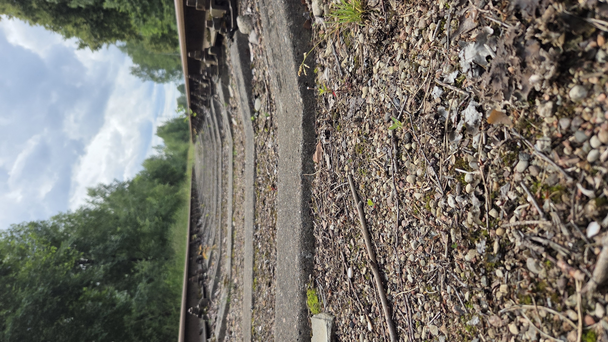 An eye-level, low-angle outdoor shot captures an abandoned railroad track disappearing into the distance. The tracks themselves are in disrepair, with concrete ties that are cracked and crumbling, and gravel ballast scattered around them. The railroad tracks are lined by a dense forest of trees on either side, with a cloudy sky overhead. The overall impression is one of neglect and decay. This is the abandoned railroad in Saurieši, Latvia, where trains once traveled to transport goods to and from the local factory.