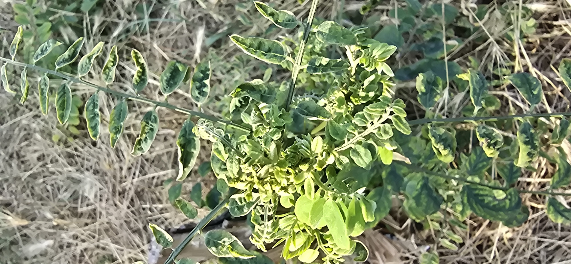 This is a close-up, vertical, eye-level, outdoor photograph of a small, leafy green plant with multiple stems growing amongst dry, brown grass and other foliage. The plant has numerous small, oval-shaped leaves, many of which exhibit yellowing and what appears to be mosaic virus mottling, especially along the edges and veins. The lighting suggests it is daytime. There are no people, buildings, or city features visible in the image, making it impossible to determine a location in Chișinău, Moldova, or any city.