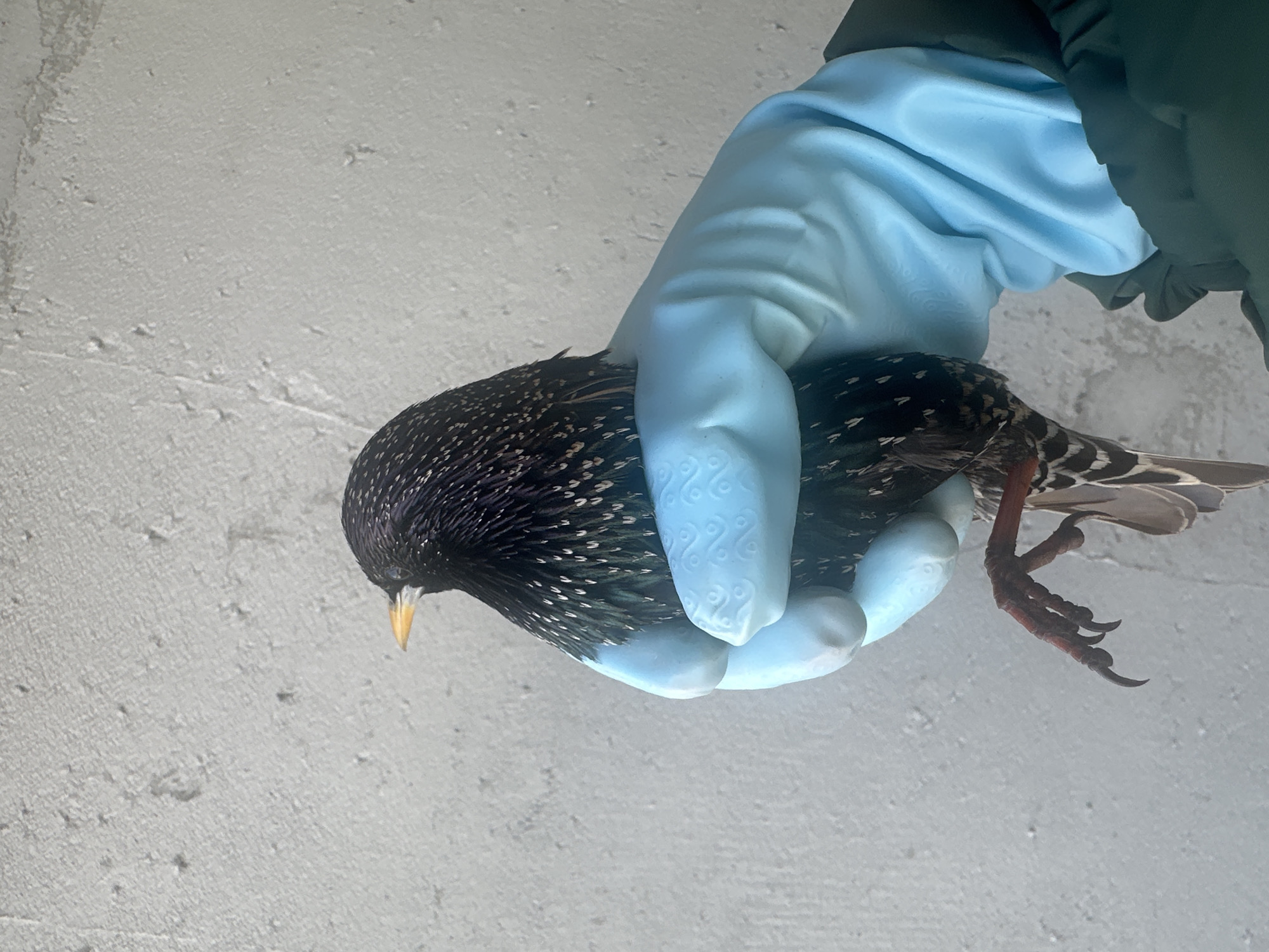 A gloved hand holds a European starling (Sturnus vulgaris) against a textured, gray wall. The bird is mostly dark with white speckles and a yellow beak. Its feet are dark red-brown with sharp claws. The glove is light blue. A portion of a dark green jacket sleeve is visible. The location of Kharnavy, Russia is not discernible from the image.
