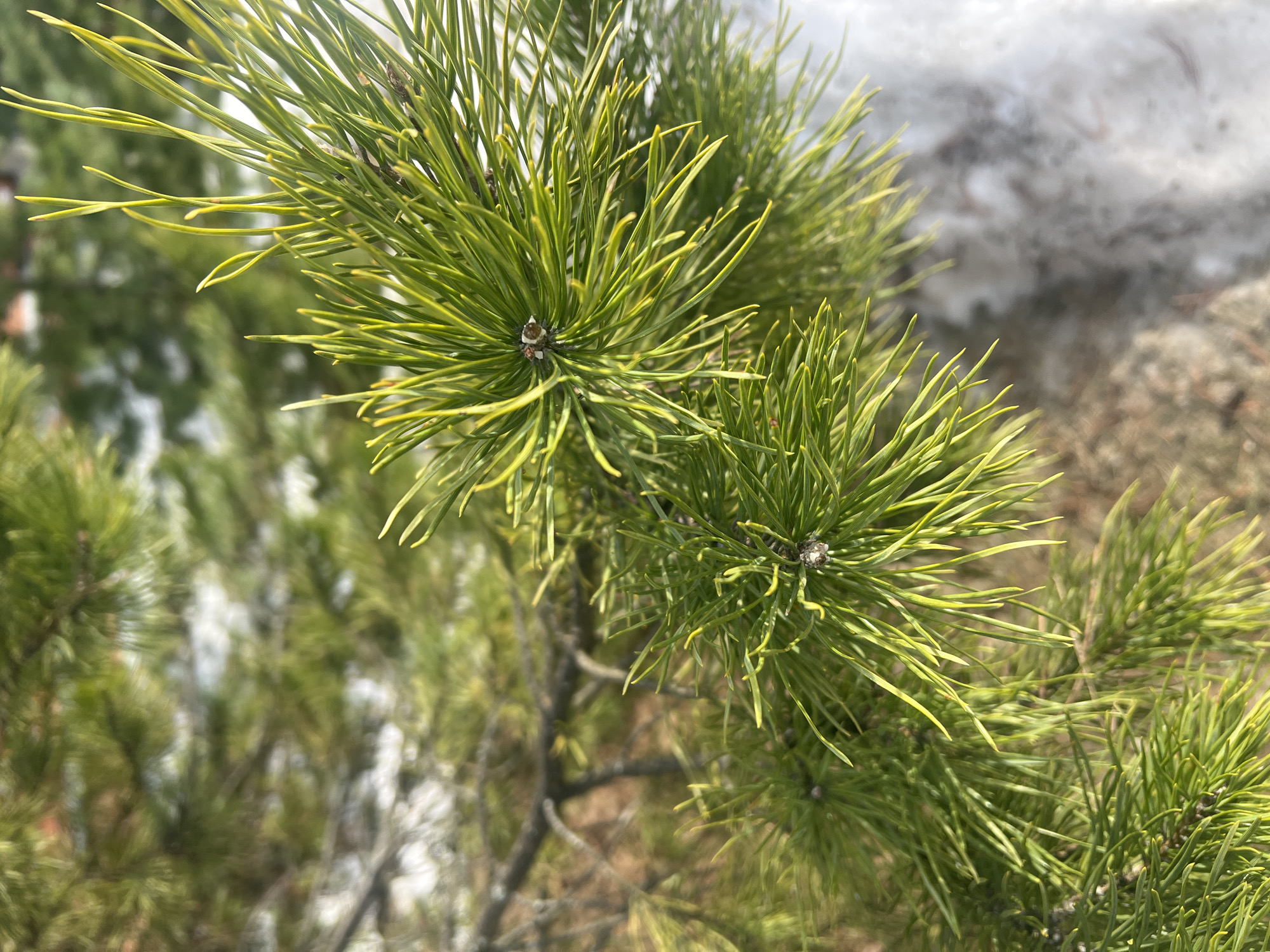 A close-up shot taken in Noviy, Russia, focusing on a branch of what appears to be a pine tree. The needles are green with a yellowish tint. The background consists of out-of-focus greenery, possibly more trees, and patches of white which might be snow. The lighting is natural and appears to be from daylight. There are no people visible in the image.