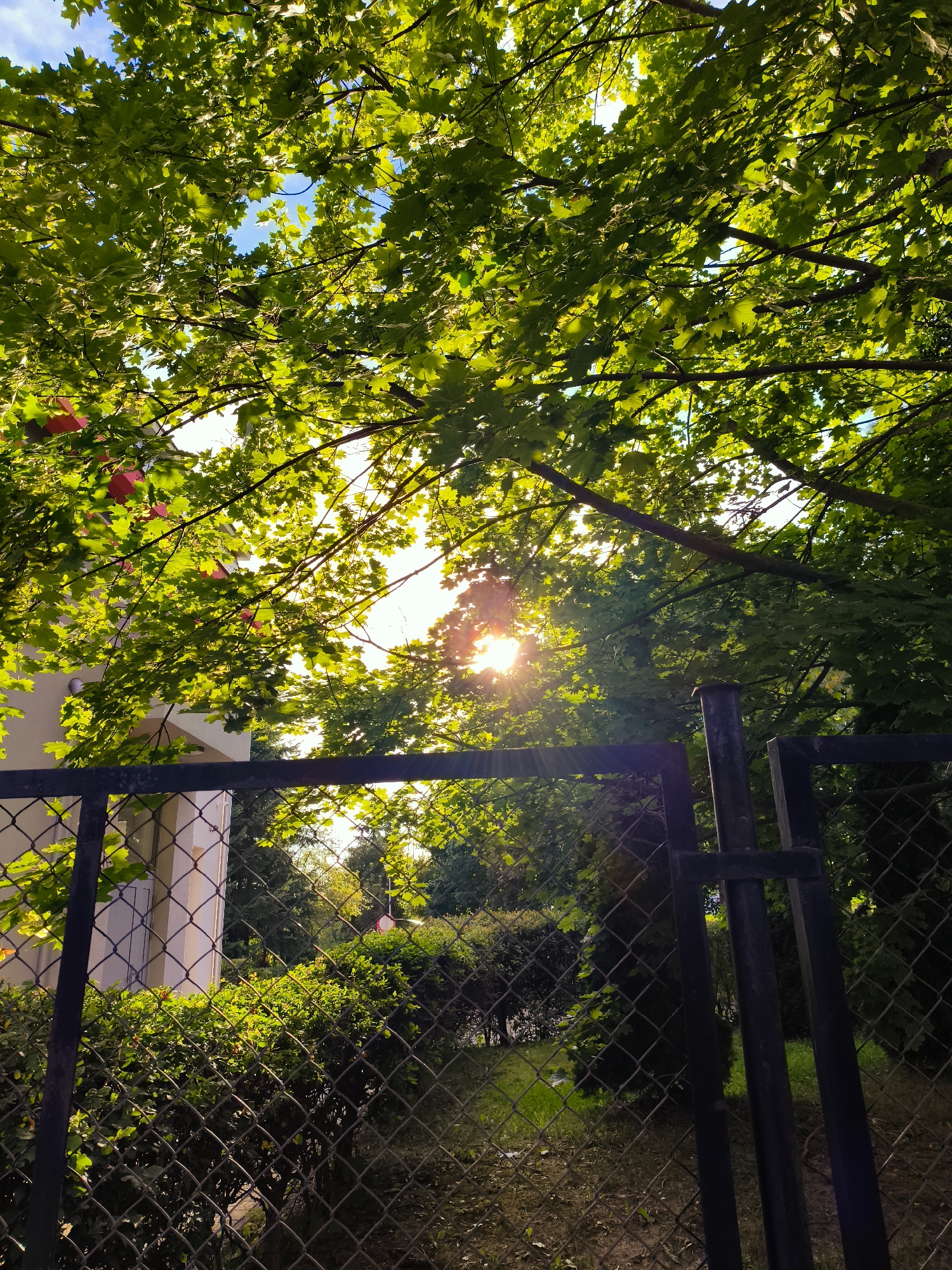 The photograph captures a sun-drenched scene from Gdańsk, Poland, looking up through the canopy of a mature tree. The sun's rays pierce through the vibrant green leaves, creating a dappled effect and a lens flare. In the foreground, a dark metal fence with a diamond mesh pattern runs horizontally across the frame. To the left, a portion of a light-colored building is visible, with an archway or covered entryway. Behind the fence, dense green bushes and trees create a lush backdrop, with patches of sunlight illuminating the foliage and a hint of grass on the ground. The sky, visible through gaps in the leaves, is a clear blue. The overall impression is one of a peaceful, green urban space bathed in warm, late afternoon sunlight.