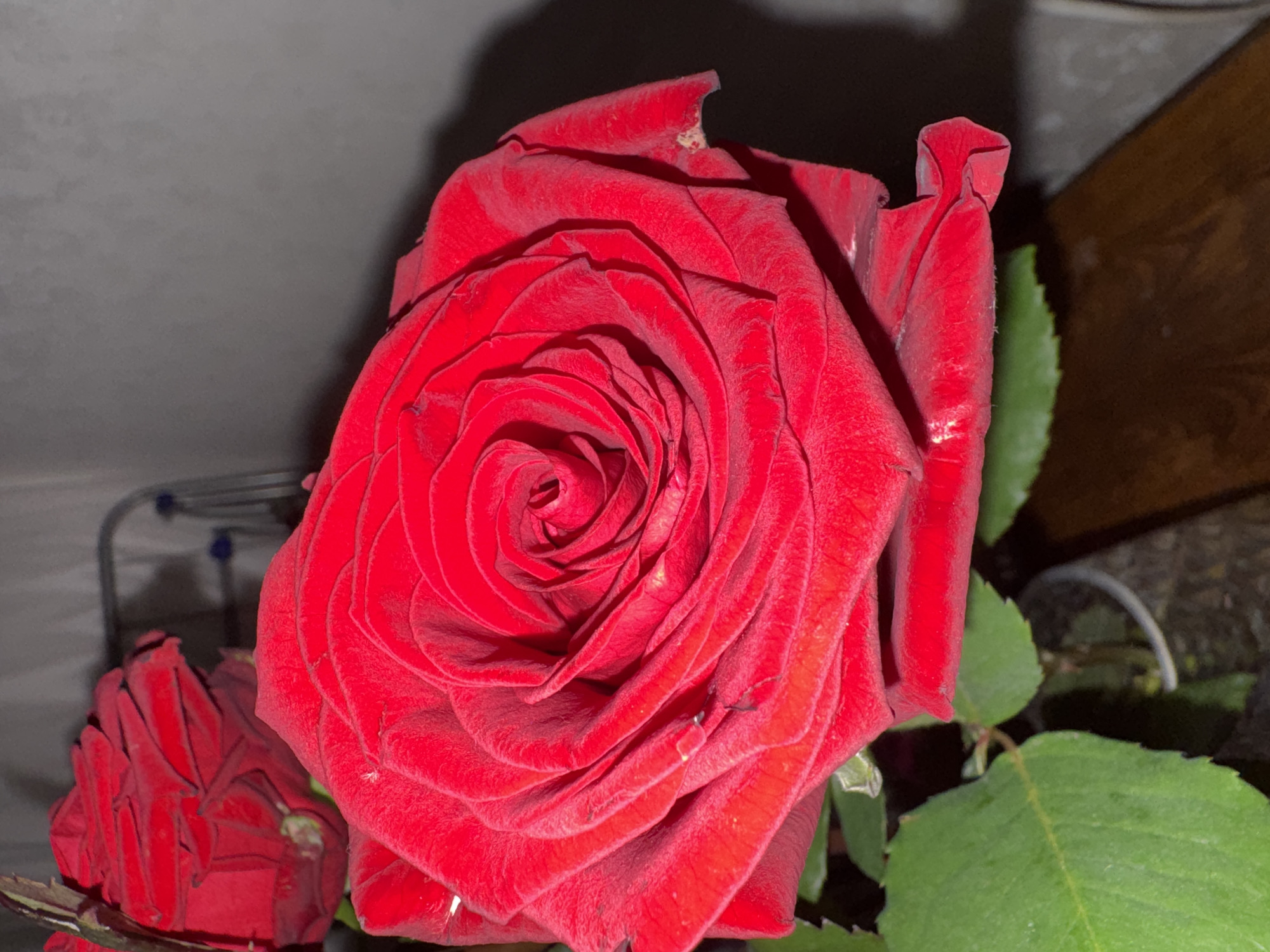 This image, taken in Chaikovsky, Russia, presents a close-up view of a vibrant red rose in full bloom, prominently positioned in the foreground and center-right of the frame. The rose features numerous overlapping petals, displaying a rich, deep red hue with a slightly velvety texture. Minute specks of dust or minor imperfections are visible on some outer petals. The innermost petals form a tightly wound spiral at the core of the flower.
In the upper left background, a second, out-of-focus red rose is partially visible. Green leaves, typical of a rose plant, are present in the lower left portion of the image. The stems of the roses are held within a translucent or clear container, partially visible at the bottom center.
The background consists of a light gray, textured wall in the upper and mid-right sections. Behind the secondary rose in the upper left, a dark, metallic, possibly tubular structure with faint blue circular elements can be discerned. The lower right background reveals a dark brown, polished wooden surface, likely a table or shelf. The scene is lit in a manner that creates soft shadows, particularly noticeable behind the main rose on the wall. No human figures or active interactions are depicted.