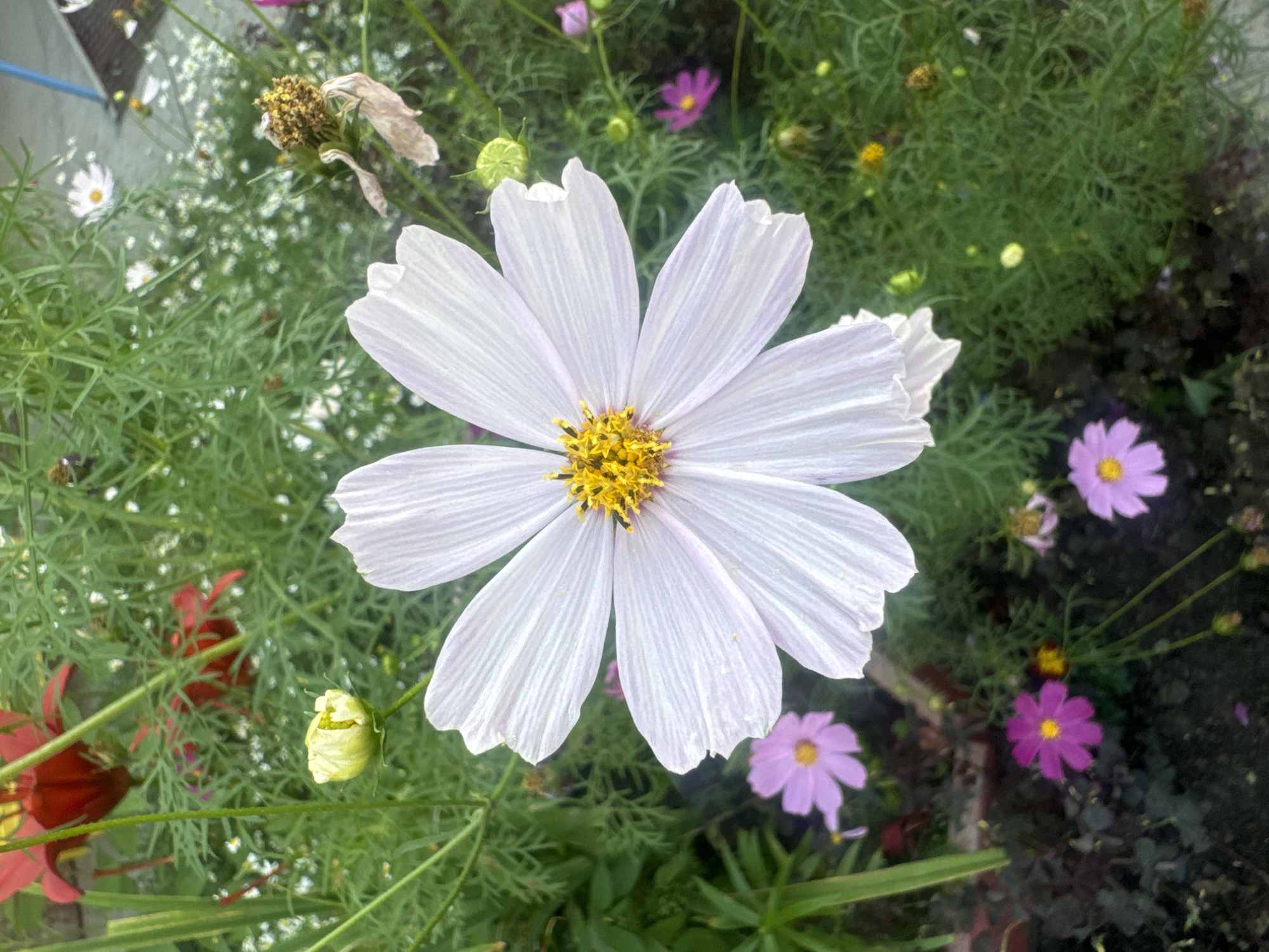 In the city of Маркова, Russia, a close-up shot captures a white cosmos flower in full bloom, its delicate petals radiating outwards from a vibrant yellow center. The flower is the dominant subject, positioned slightly off-center to the right. The background is a lush tapestry of greenery, featuring the feathery foliage characteristic of cosmos plants. Interspersed among the white cosmos are smaller, pink and purple cosmos flowers, some in bloom and others as buds. There are also hints of red flowers in the upper left portion of the image, and a single withered brown flower head in the upper right, suggesting a garden setting where different flowers are in various stages of their life cycle. The lighting appears to be natural daylight, casting soft shadows and highlighting the textures of the petals and leaves. The overall impression is one of a well-tended, naturalistic garden, likely in a residential or public green space within Маркова.