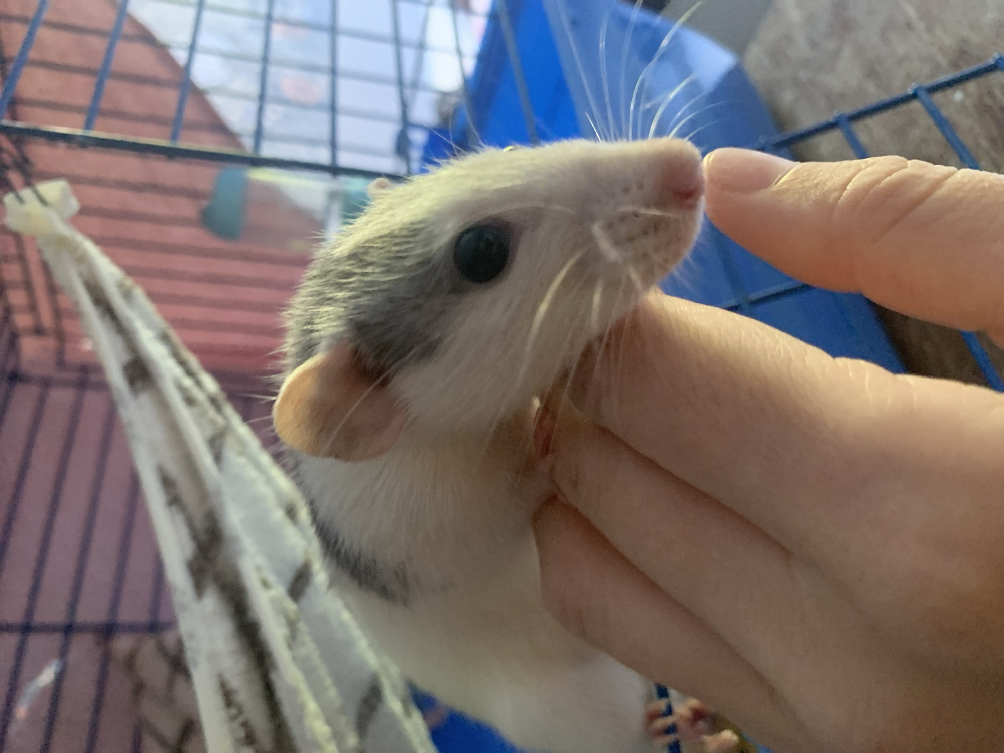 In the foreground of this close-up shot, a white rat with grey markings on its back is being gently held by a person's hand. The rat's snout is touching the tip of the person's index finger. The rat has a dark eye and long whiskers. In the background, a blue cage with a mesh top and sides is visible. A patterned hammock hangs inside the cage. The setting appears to be indoors. The lighting is natural, suggesting it could be daytime. The overall mood is one of gentle interaction and care. There is no visible text in the image.