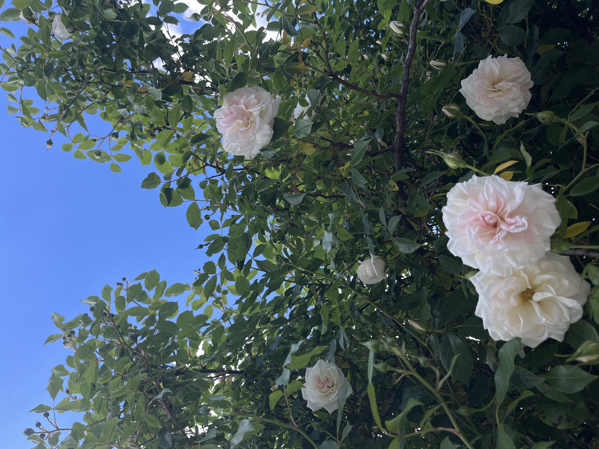 A low-angle shot captures a flowering shrub against a bright blue sky. The shrub is densely covered in green leaves and several white roses with a hint of pink at their centers. The roses are in various stages of bloom, with some fully open and others still in bud. The location is Lozarevo, Bulgaria, as specified in the prompt. There are no people visible. The focus is on the interplay of the vegetation and the clear sky, with the roses serving as a focal point.