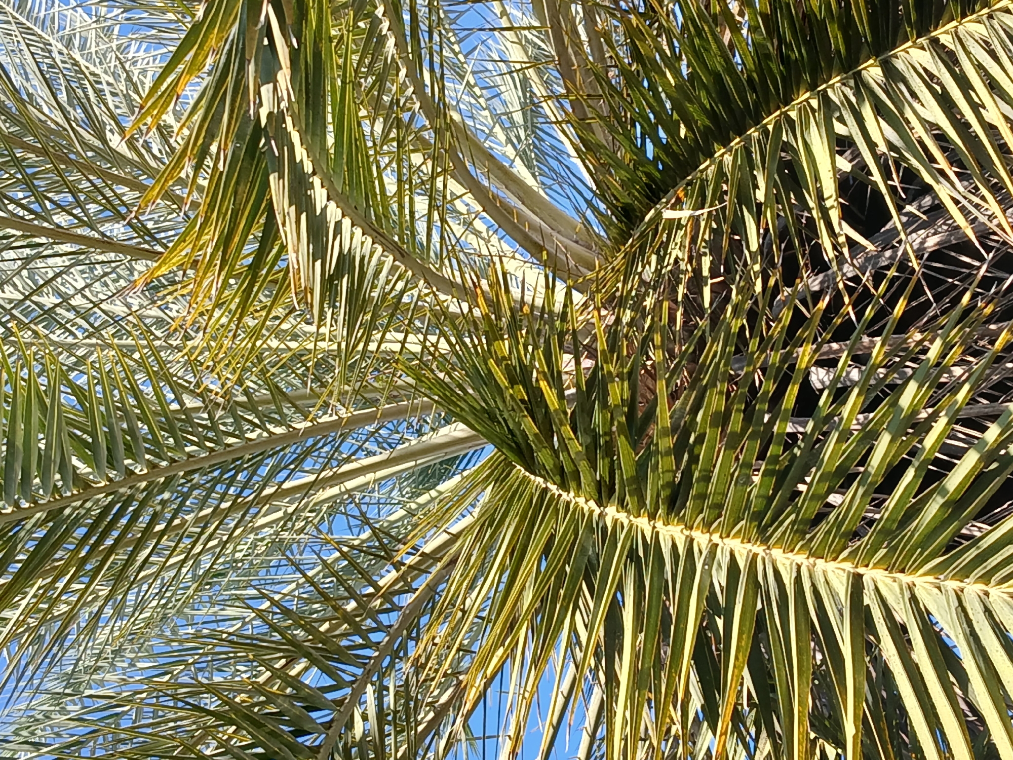 The image shows palm fronds against a bright blue sky. The location is Guayana City, Venezuela. The fronds vary in color, ranging from green to a muted yellow-green. Sunlight illuminates some fronds, casting shadows on others. The overall composition focuses on the texture and patterns created by the leaves against the sky.