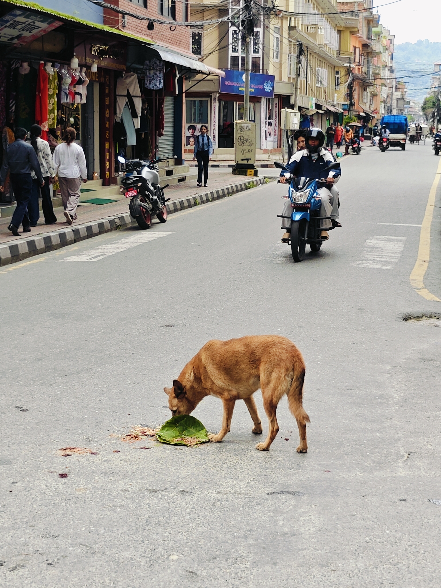 A brown dog is eating from a large green leaf on a paved road in Kathmandu Metropolitan City, Nepal. The dog is in the foreground, facing left, with its head down. The leaf is on the ground, partially covered in what appears to be food scraps. In the background, a blue truck is driving away, and several people are walking on the sidewalk. The street is lined with buildings on both sides. The sky is overcast.