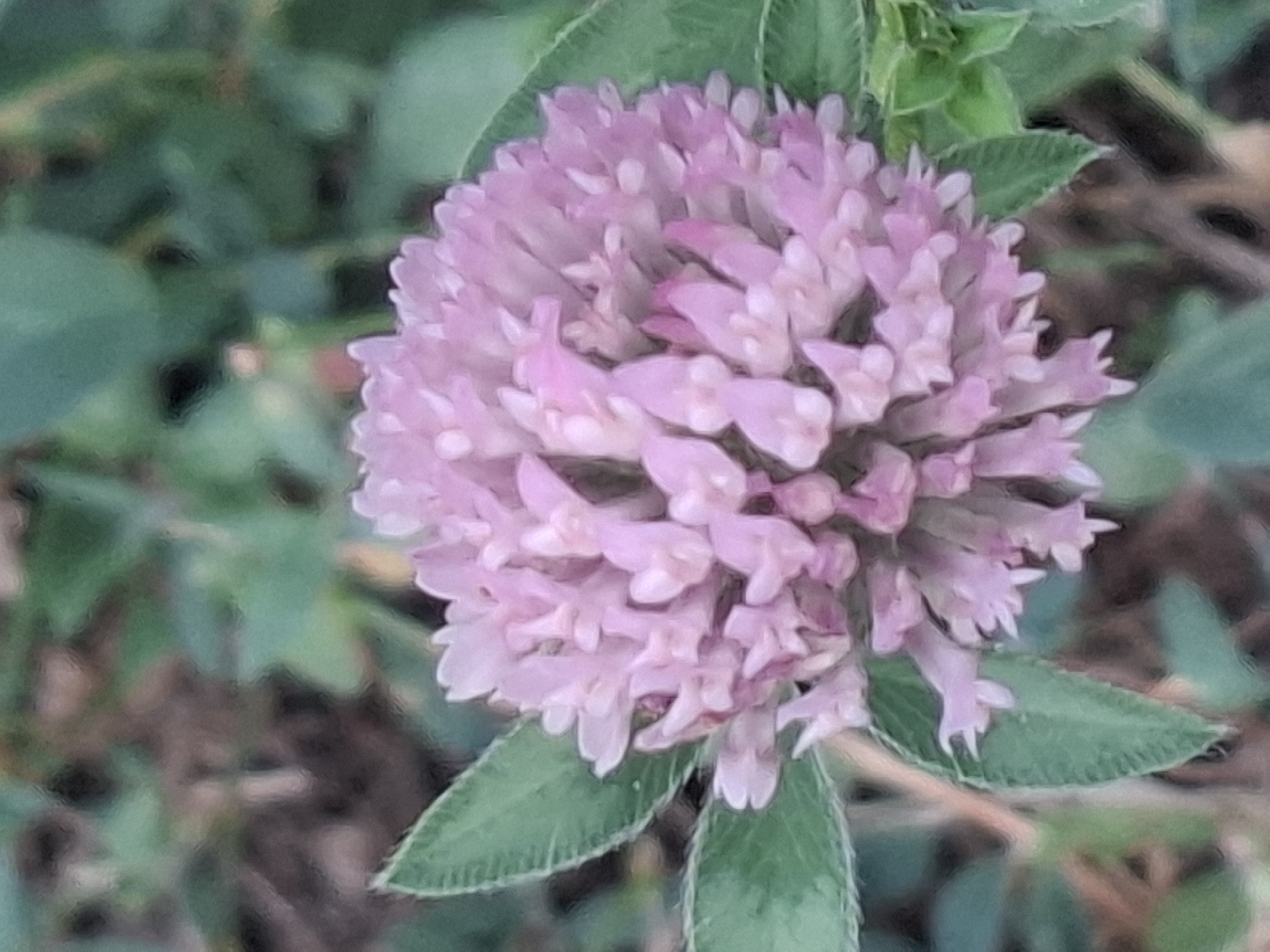 The image displays a close-up, slightly blurry view of a pink clover flower, likely in a natural or park setting within Almaty, Kazakhstan. The flower head is spherical and composed of numerous small, tubular petals. Two green clover leaves are visible on either side of the flower head, with one on the left partially obscuring the bloom and another on the right. The background is out of focus, showing muted tones of green foliage and brown earth, consistent with an outdoor environment. No people or specific landmarks are discernible.