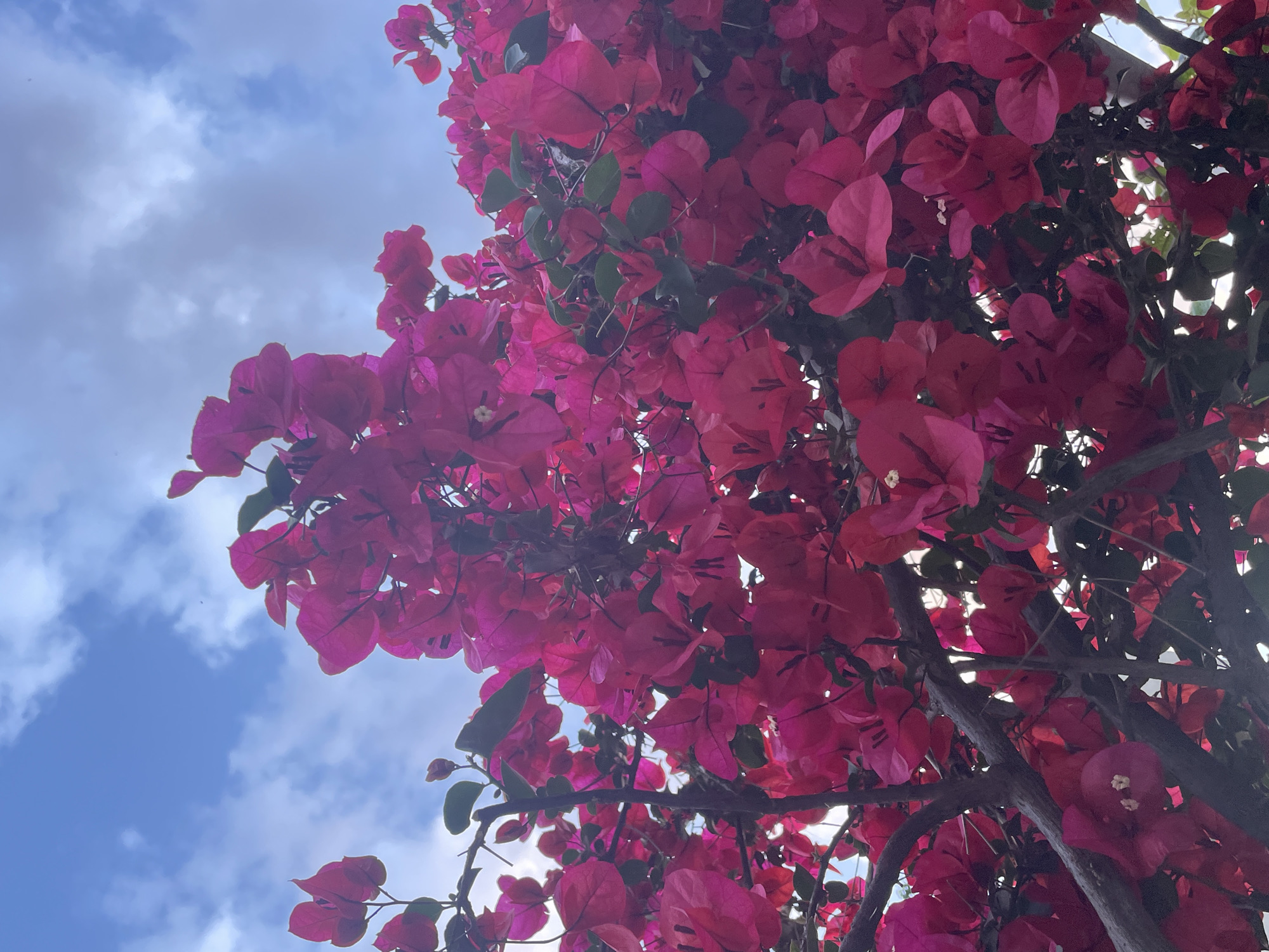 The image shows a close-up view looking up into a bougainvillea tree with bright pink bracts. The sky is visible in the upper left corner, featuring blue sky and white clouds. The branches of the tree are partially obscured by the dense flowers. The exact location in the city of Budva, Montenegro is not discernible from the image.