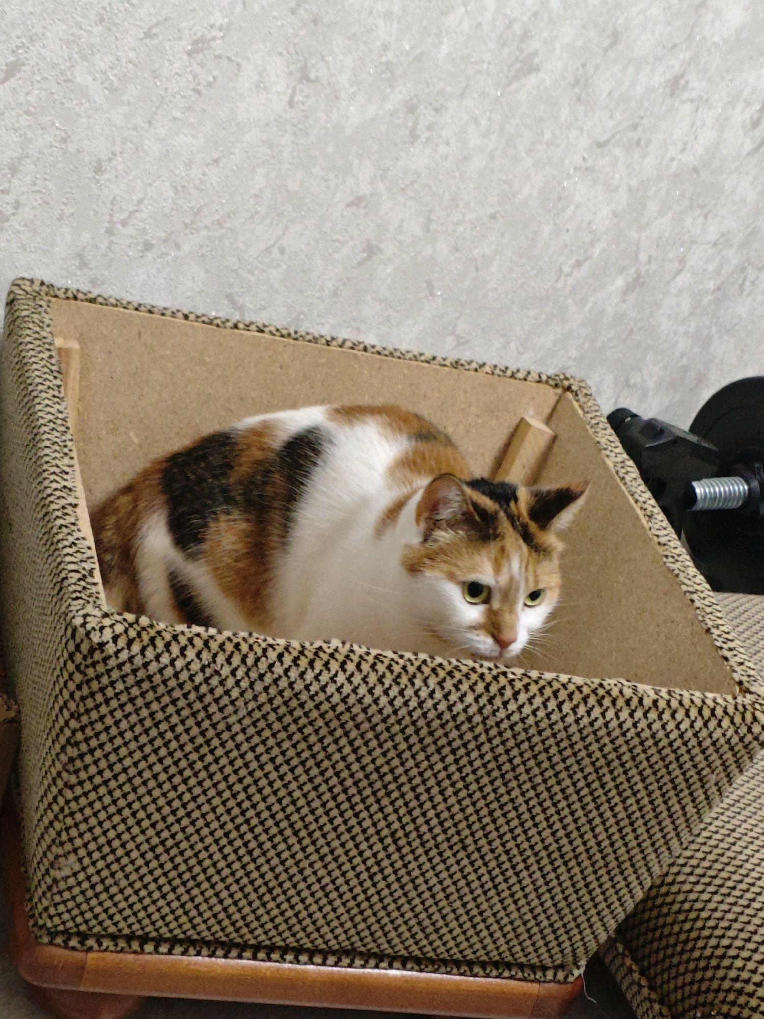 A calico cat is nestled in a square, open-topped pet bed with a woven exterior and a wood-like interior. The cat's body is mostly white with patches of orange, brown, and black fur. Its face is visible, with green eyes looking to the right. The pet bed is placed on a dark upholstered surface. In the background, a textured, light-colored wall is visible, along with a portion of what appears to be gym equipment.
