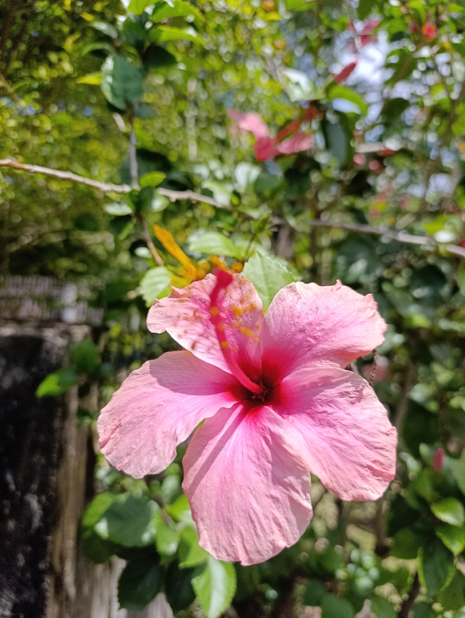 A close-up, slightly angled shot showcases a pink hibiscus flower in the foreground, its petals slightly unfurled and displaying a deep red center. The stamens are a vibrant pink, tipped with yellow anthers. The flower is set against a blurred background of lush green foliage, with hints of other pink flowers and branches visible. Sunlight filters through the leaves, creating a dappled effect. A wooden fence is partially visible on the left side of the image, further blurring the background. The overall scene suggests a tropical or subtropical outdoor environment, possibly a garden or park.