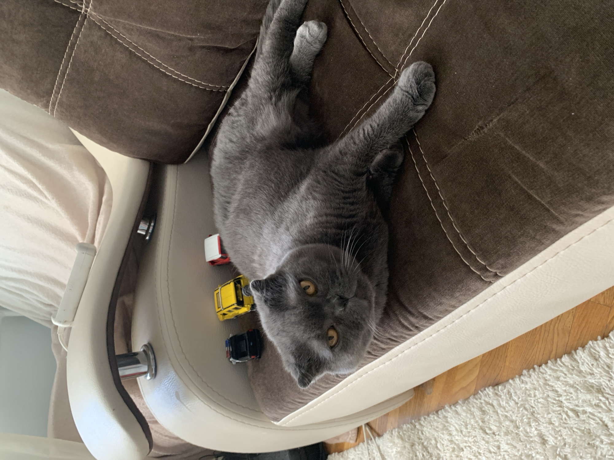 A grey Scottish Fold cat with orange eyes is lying on a brown and beige couch. Three toy cars, a black police car, a yellow jeep, and a red and white truck, are placed on the beige part of the couch in front of the cat. The cat is positioned in the center of the image, with its body stretched out. The couch is in a domestic setting. The image was taken in Taganrog, Russia.