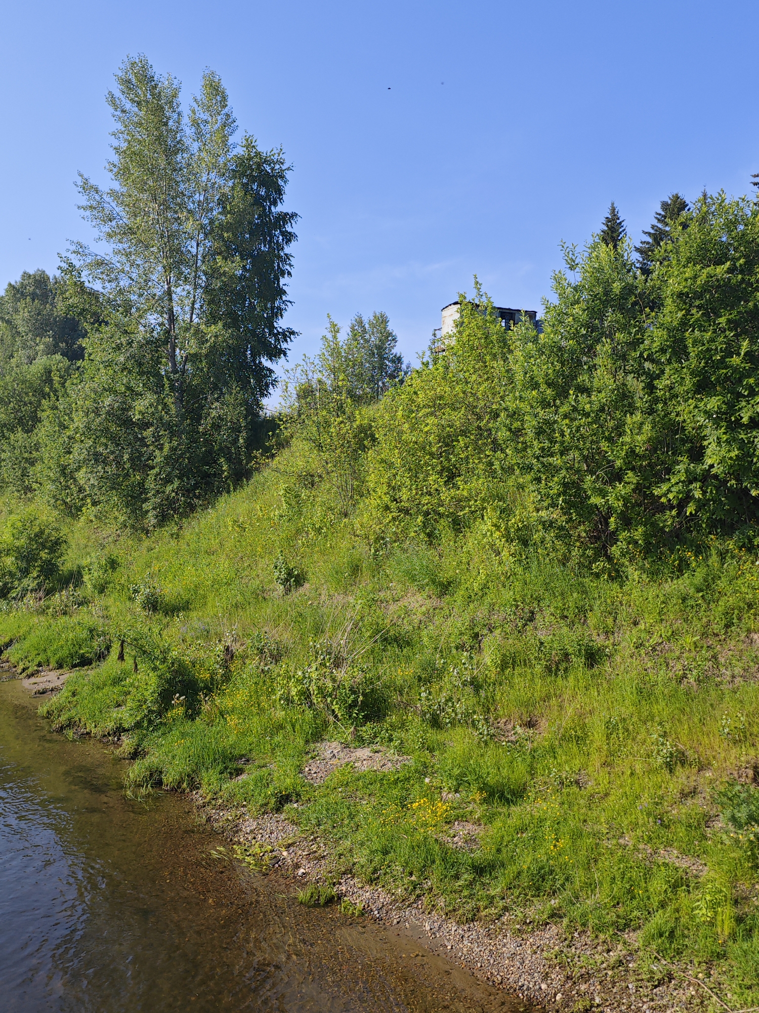 This is a photograph of a riverbank in Galanino, Russia, under a clear blue sky. The river occupies the lower left portion of the frame, its shallow, clear water revealing a gravelly bottom. The bank rises steeply to the right, covered in lush green grass and various types of vegetation, including trees and bushes. The grass is interspersed with small yellow wildflowers. In the background, on the crest of the hill, there is a partially visible white building with a dark roof, possibly a structure or part of a larger complex. Several tall trees, some with birch-like bark, are scattered throughout the scene, and a cluster of dark green coniferous trees stands out against the sky on the far right. The overall impression is of a natural, sunlit landscape.