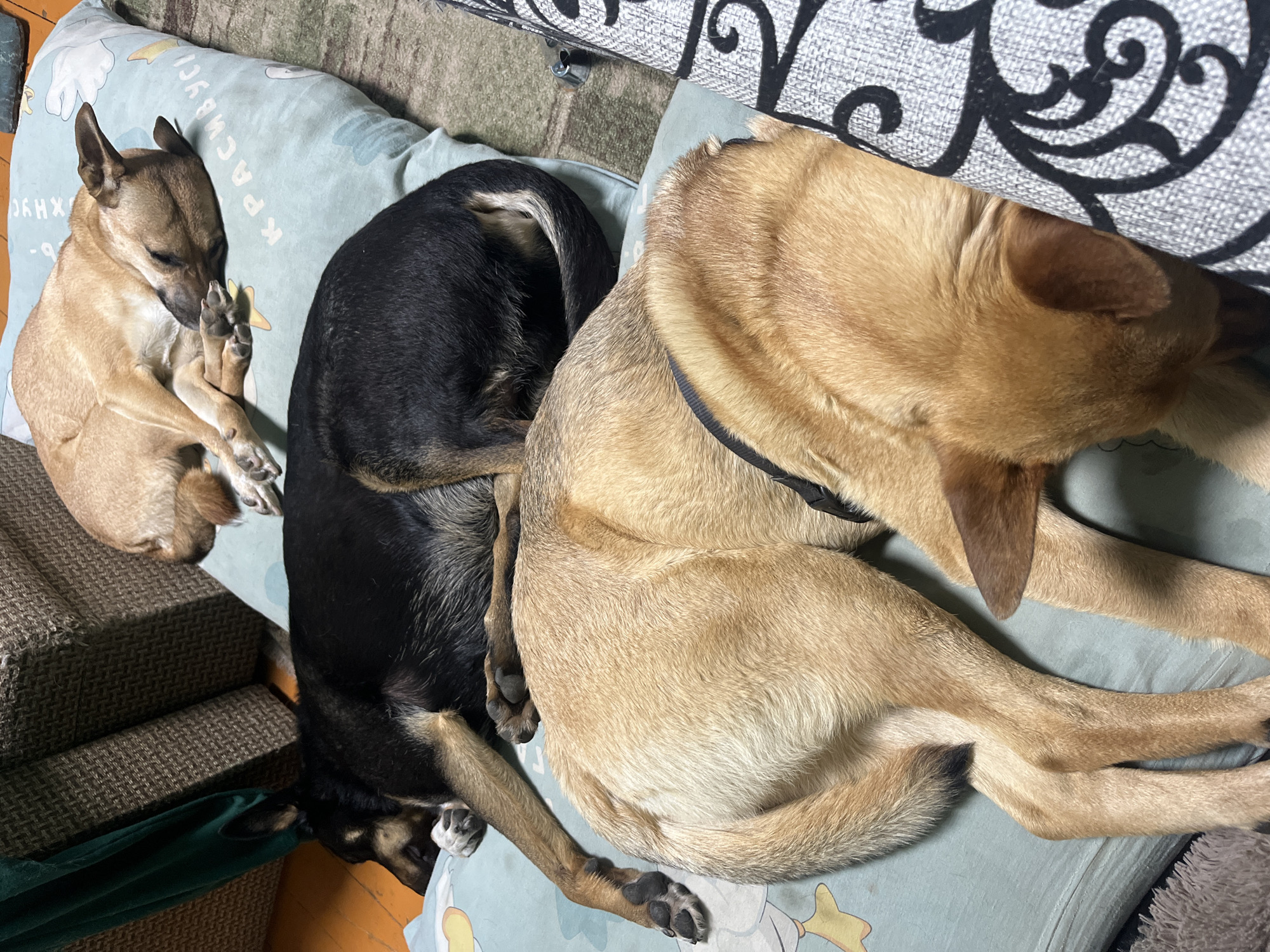 The image shows three dogs resting together indoors in Nizhny Tagil, Russia. On the left, a small, light brown dog with upright ears is curled up on a light blue pillow, seemingly grooming its front paw. In the center, a medium-sized black dog is curled tightly, also on the pillow, with its head tucked under its body. To the right, a larger, light brown dog, wearing a black collar, rests with its head turned away from the viewer, its body curled on the same pillow. The dogs appear relaxed and comfortable.
The light blue pillow they are lying on features cartoonish illustrations and visible Cyrillic text. The words "КРАСАВЧУКИ" (Krasavchuki), meaning "Handsome boys" or "Beauties," are clearly legible, along with partially visible text "ОБЖОРИКИ" (Obzhoriki), meaning "Gluttons" or "Gourmands." The full phrase appears to be "Handsome Gluttons."
The dogs are situated on a soft surface, likely a couch or a large dog bed. A gray and black patterned fabric, possibly upholstery, is visible in the upper right quadrant, and a dark brown, textured fabric, perhaps an armrest, is seen on the left. Sections of a wooden floor are visible in the background. The lighting suggests an indoor setting, either during the day or under artificial light, creating a peaceful atmosphere.