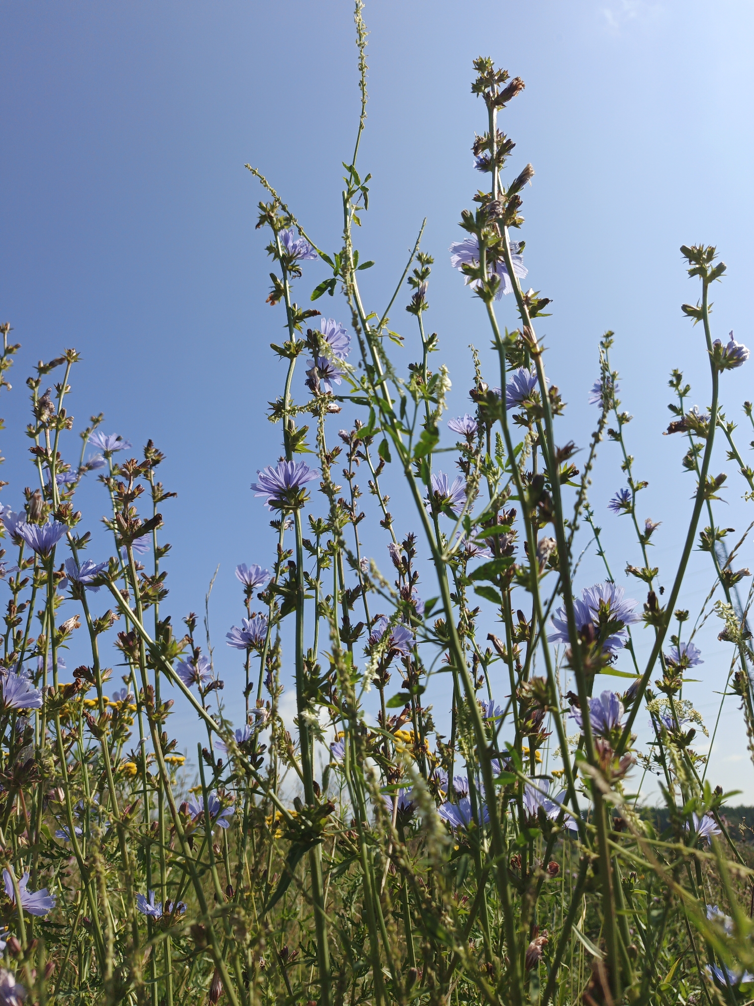 In Urtiushka, Russia, on a bright, clear day with a pale blue sky, a close-up, low-angle view captures a dense field of wild chicory flowers. The camera looks upwards through the tall, green stalks of the chicory, many of which bear unopened buds and some wilting, dried seed heads. Several delicate, light purple chicory flowers are in full bloom, their petals spread open. Interspersed among the chicory are smaller, yellow wildflowers. The background is mostly the expansive blue sky, with a hint of distant green foliage visible at the bottom right edge of the frame. The image is taken outdoors in a natural setting, suggesting a meadow or roadside.
