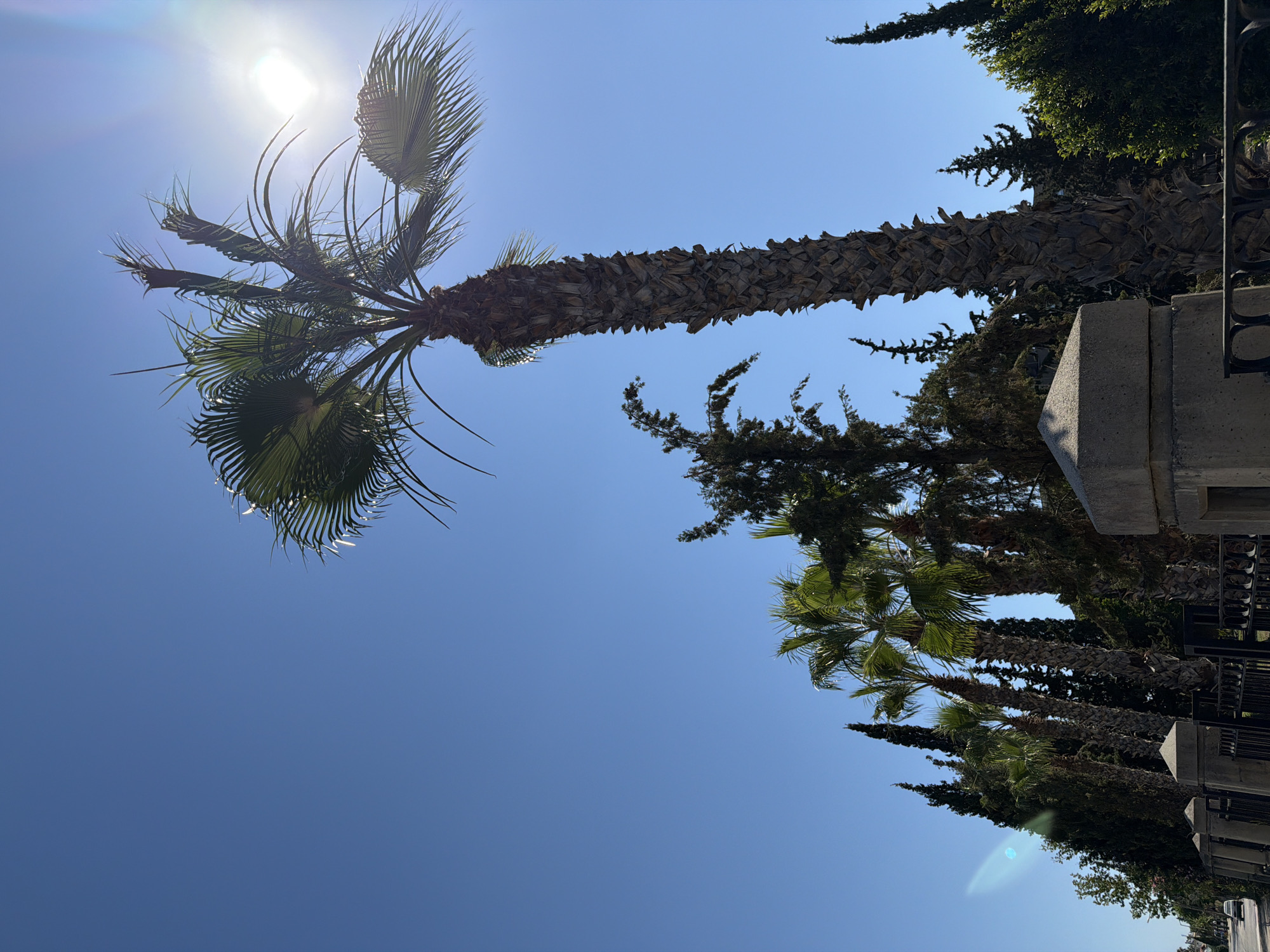 A tall, textured palm tree dominates the foreground, its fronds silhouetted against a clear blue sky and bright sun. Several other palm trees of varying heights are lined up behind it, creating a layered effect. To the left, a row of dark green coniferous trees forms a dense backdrop. A stone fence with decorative metalwork runs along the bottom of the image, partially obscuring a street and a passing car on the far left. The scene suggests a warm, sunny day in an outdoor urban setting, possibly a park or a residential area with abundant greenery.