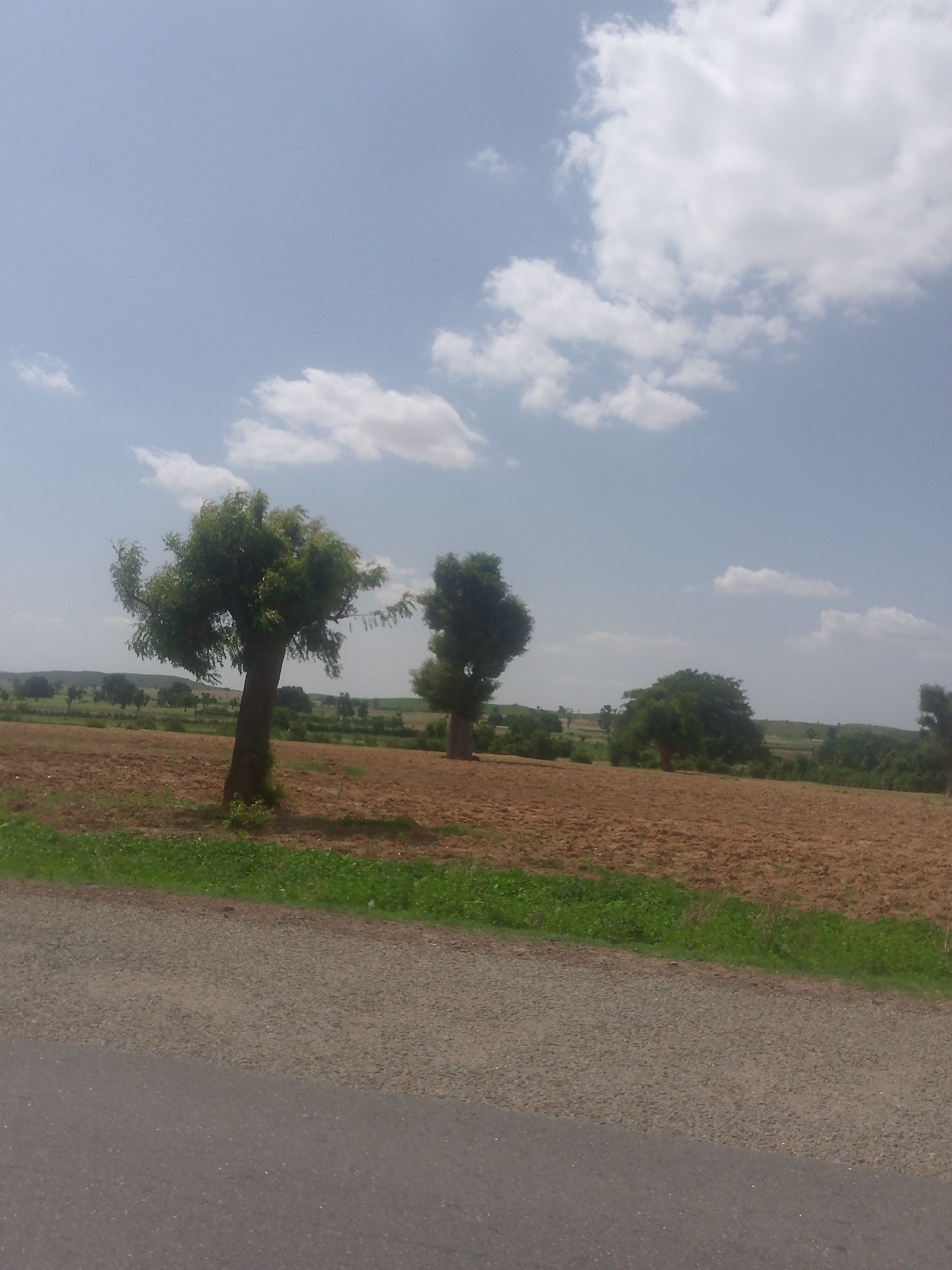 The image depicts a rural landscape in Chabal, Nigeria, under a bright, partly cloudy sky. The upper half of the frame is a light blue sky with scattered white cumulus clouds. In the foreground, the bottom left shows a segment of an asphalt road, which transitions to a gravel or dirt shoulder, followed by a narrow strip of green grass. The midground features a large, tilled field of reddish-brown earth, appearing dry and fallow. Several trees with dense green foliage are distributed across this field; one prominent tree with a slightly leaning trunk is centrally located, with other trees visible further back to its right and in the distance. The background reveals a gently undulating horizon line with distant hills or elevated terrain, sparsely covered with vegetation. No individuals or human activity are discernible in the scene.