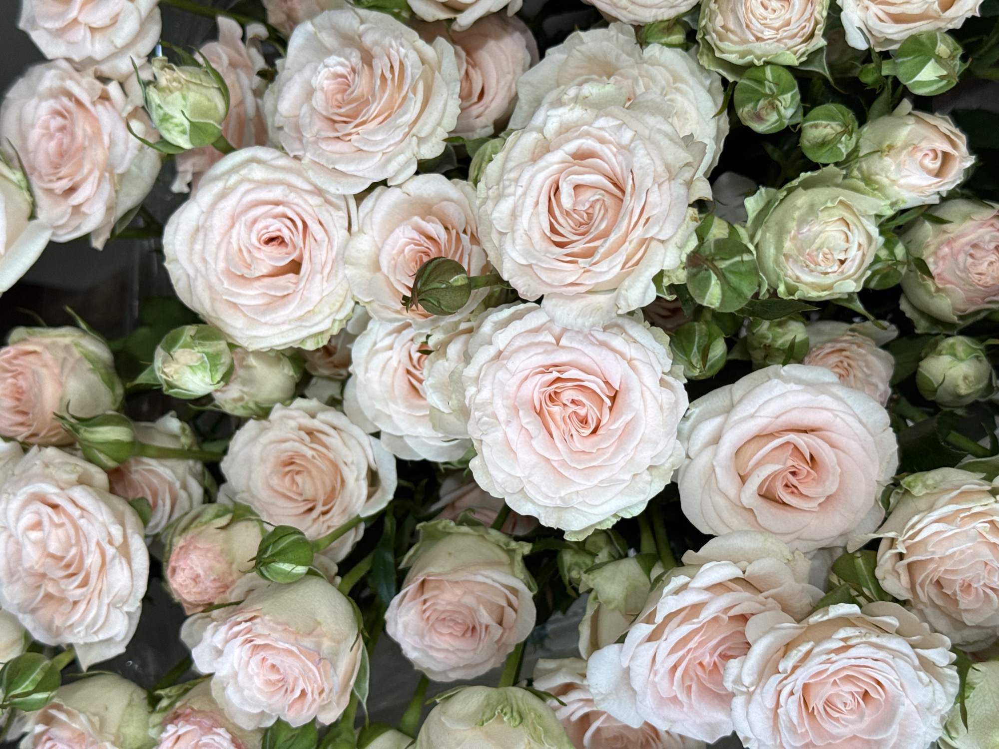 This is a close-up, overhead, full-frame shot of a large bouquet of pale pink and cream roses, with several unopened buds interspersed. The roses are tightly packed, with layers of delicate, ruffled petals. The lighting is bright and even, creating soft shadows and highlighting the texture of the petals. The background is a dark, indistinct mass, suggesting the flowers are the sole focus of the image. The scene is static, with no discernible movement or action. The location is identified as Unknown, Unknown.