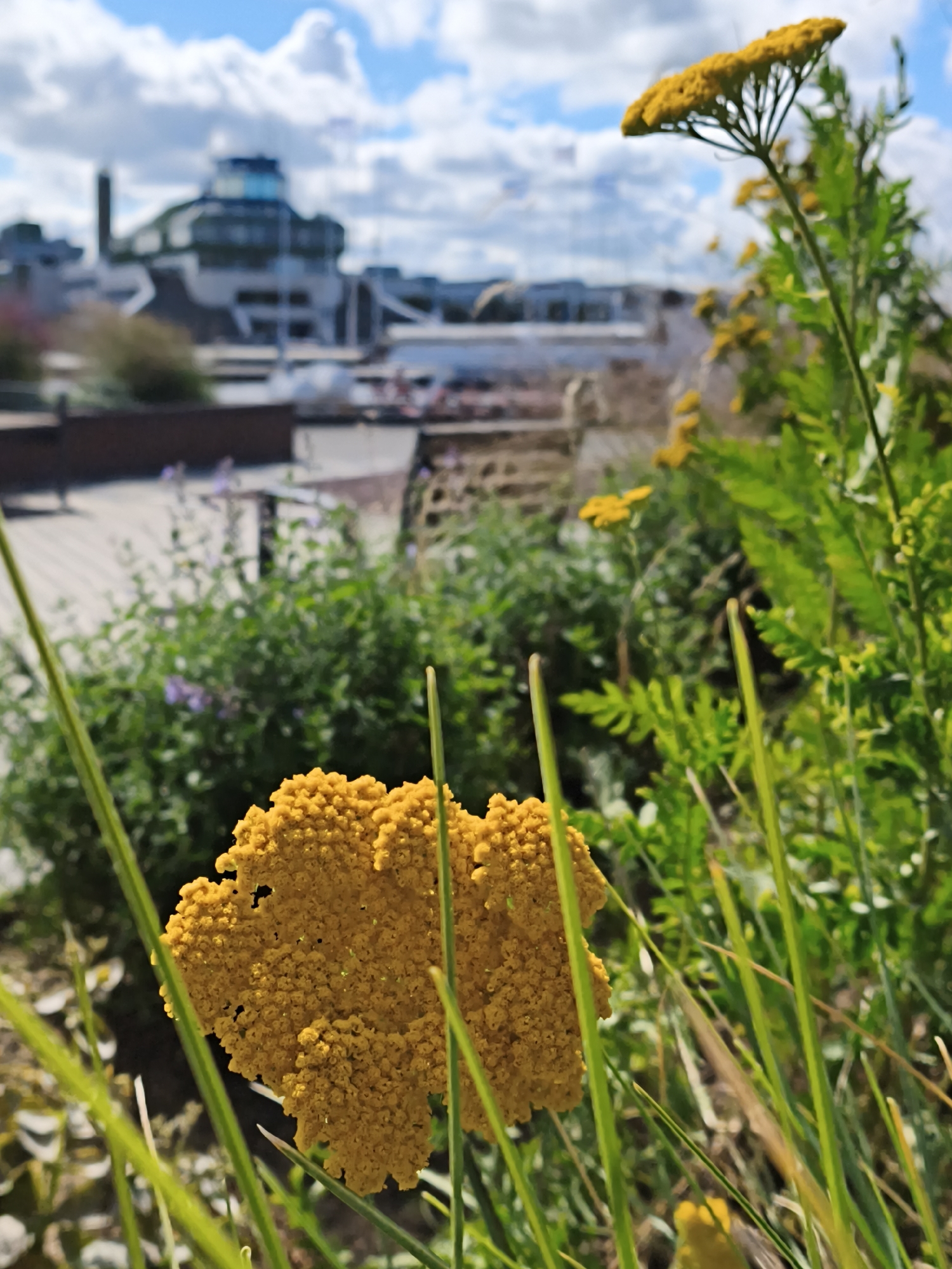 In a close-up shot, a bright yellow cluster of flowers, likely yarrow (Achillea millefolium), dominates the foreground. The bloom is textured and irregular in shape, with smaller individual florets forming a dense head. Tall, thin green grass blades are positioned in front of and around the flower, creating a sense of depth. In the background, slightly out of focus, a modern building with a distinctive glass dome and a tall, dark chimney stands against a bright blue sky with scattered white clouds. The building appears to be situated in a waterfront area, with hints of boats and other structures visible. The overall impression is of a sunny day in a city, with a natural element juxtaposed against urban architecture. This scene is likely located in the area of the Tallinn harbor or a nearby park, given the modern waterfront architecture.