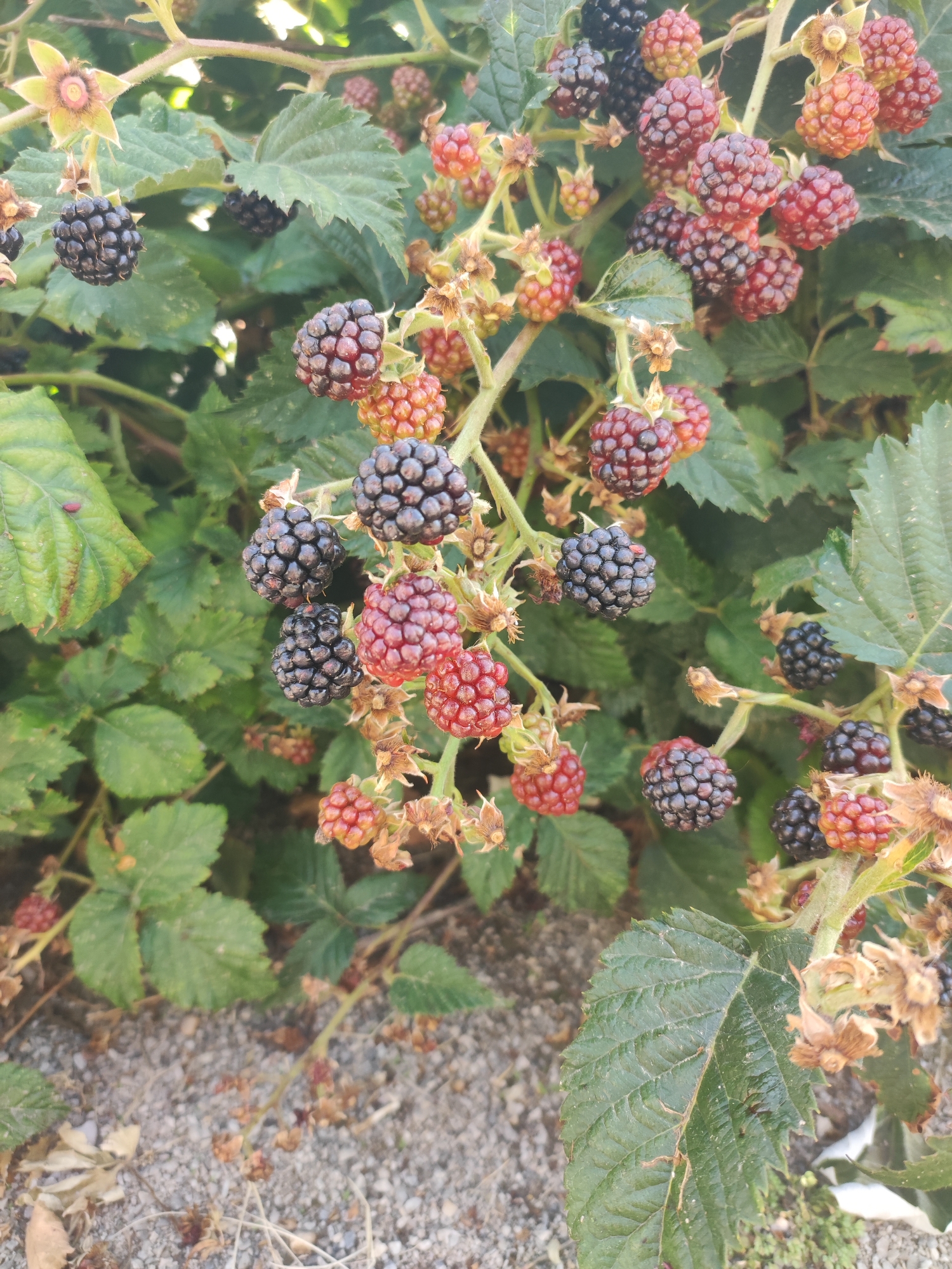 The image shows a close-up of a blackberry bush with ripe and unripe berries. The berries are clustered on branches, with some being dark purple and others a reddish-orange. Green leaves and some dried flower remnants are also visible. The ground below the bush appears to be gravelly. The location is identified as Autillo de Campos, Spain. The scene is a natural outdoor environment, likely a garden or wild growth.