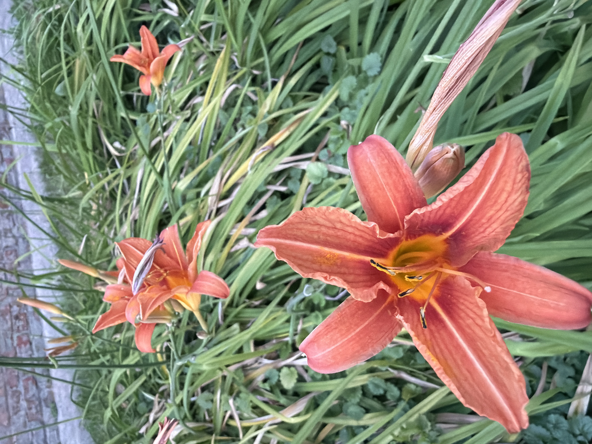 The image shows a cluster of bright orange daylilies with green foliage in the foreground and middle ground. In the background, there is a brick wall, suggesting an outdoor urban or suburban setting. The lighting suggests it is daytime. The image is a close-up of the flowers, with a shallow depth of field that blurs the background. There are no people or animals visible in the image. The scene is peaceful and naturalistic, likely in a garden or park. The specific location in Chernihiv, Ukraine cannot be determined from the image alone.
