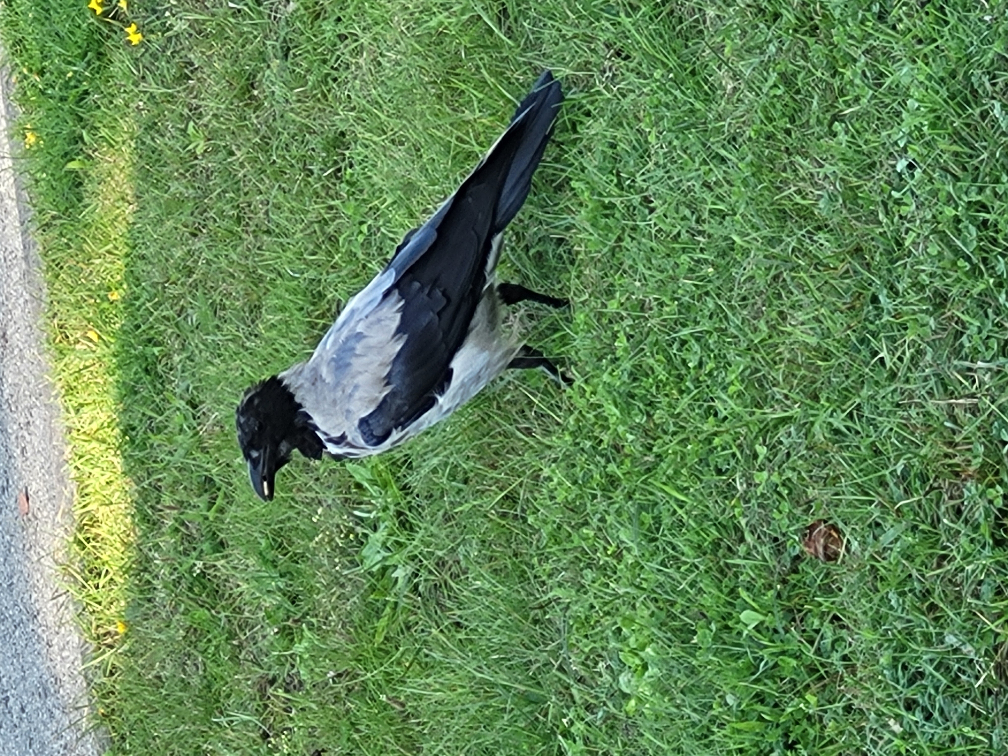 A medium shot captures a hooded crow standing on a patch of green grass. The crow is facing to the left, with its beak slightly open. Its head and neck are black, while its back and wings are a mixture of gray and black. The underside of its body is lighter, appearing white or light gray. The crow's legs are black and thin. The grassy area is well-lit, with some yellow flowers visible in the background. To the top left of the image, a gravel surface is visible. The overall scene is natural and appears to be an outdoor environment in Ozolnieki, Latvia.