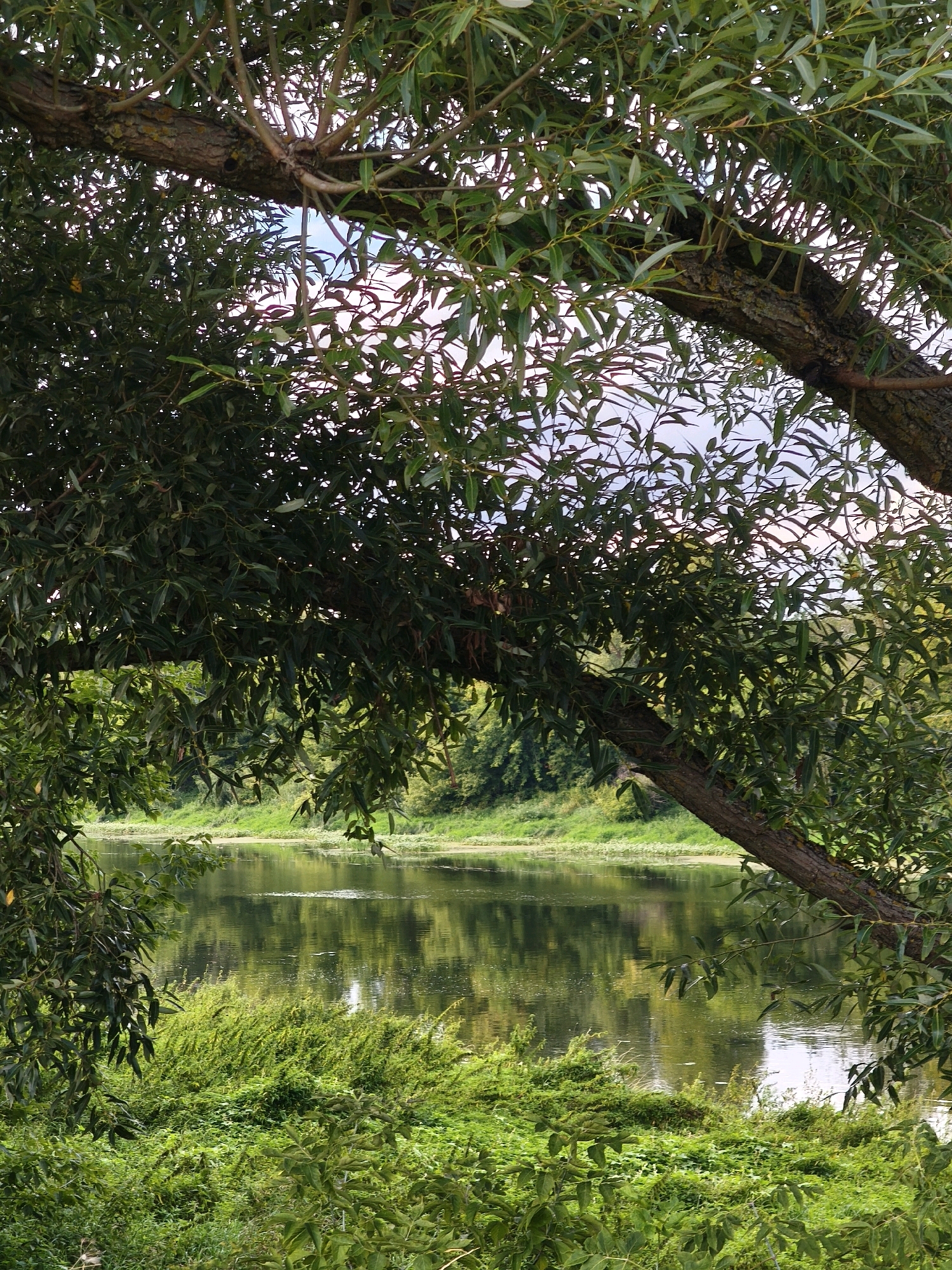 The image depicts a serene natural scene by a body of water, likely a river or lake. In the foreground, lush green foliage and branches of a large tree frame the view, with sunlight filtering through the leaves. The tree's branches extend across the frame, creating a natural canopy. Beyond the greenery, a calm body of water reflects the surrounding environment, including the green banks and the sky. The water's surface shows subtle ripples and some scattered patches of aquatic plants. The opposite bank is densely covered with green vegetation and trees, creating a natural, untouched landscape. The overall impression is one of tranquility and natural beauty. The image does not contain any people, specific buildings, or any identifiable landmarks that would confirm its location in Mahilyow, Belarus.