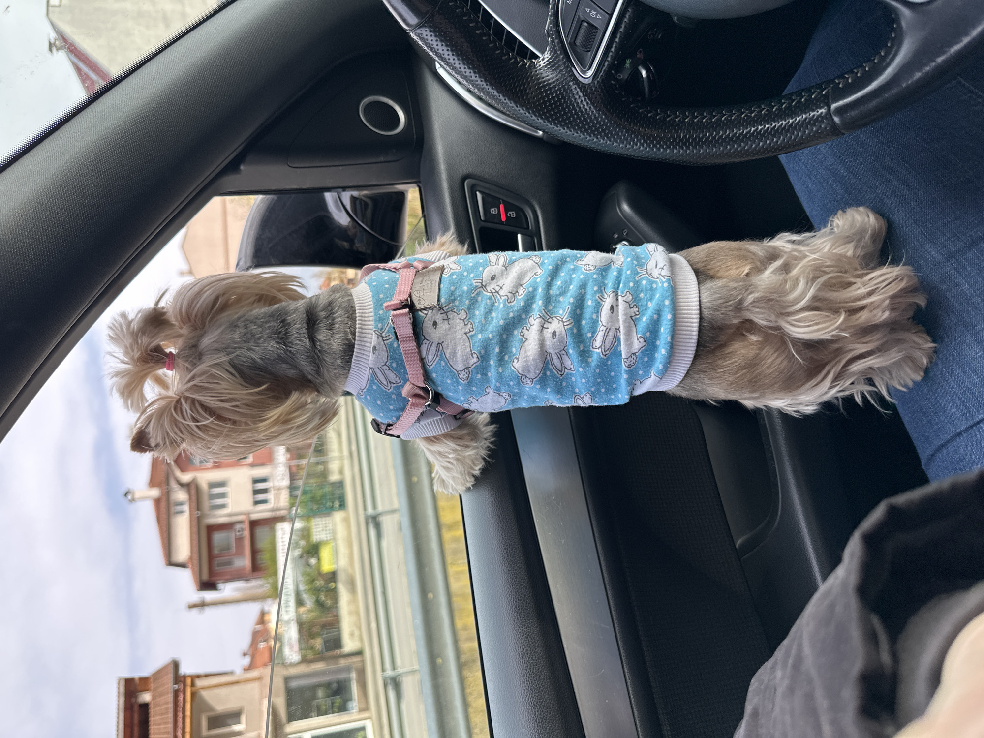 A small, light-brown dog wearing a blue sweater with white rabbit designs and a pink harness is sitting inside a car. The dog is positioned near the open window on the passenger side, looking out at the scenery. The car is in motion, based on the blurred background of buildings outside the window. The person sitting to the right of the dog is wearing blue jeans and has one hand showing in the picture, holding a black jacket. The car's interior is visible, including the steering wheel and the door panel. The location is possibly Montana, Bulgaria, based on the style of the buildings seen outside the window.