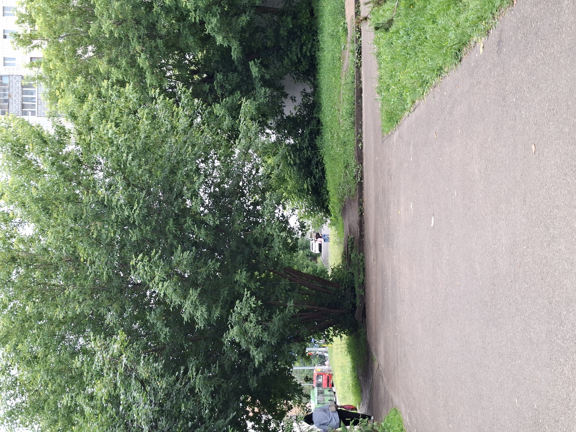 The image depicts a residential area in Kazan, Russia, on a cloudy day. A paved pathway runs through the foreground, bordered by a strip of grass on the right. To the left, a woman walks away from the camera on a separate paved sidewalk. In the background, several trees with lush green foliage dominate the scene. Behind the trees, a multi-story residential building with visible windows and balconies can be seen. A red bus and a white car are present on a road in the mid-ground, with two people standing near the car.