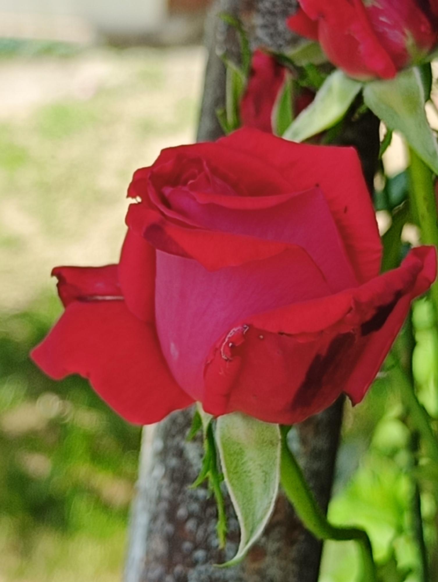 A close-up, eye-level, outdoor shot features a vibrant red rose in full bloom, its velvety petals unfurling. The rose is positioned in the foreground, slightly off-center to the left, with a blurred, soft-focus background of green foliage and a light-colored area that could be a wall or fence. A textured, gray cylindrical object, possibly a tree trunk or a weathered post, runs vertically through the right side of the image, partially obscuring the rose and other greenery. Dewdrops or water droplets are visible on some of the rose petals, glistening in the light. The lighting is soft and diffused, suggesting it might be overcast or taken during a time of day with gentle sunlight. The scene appears to be in a natural or garden setting.