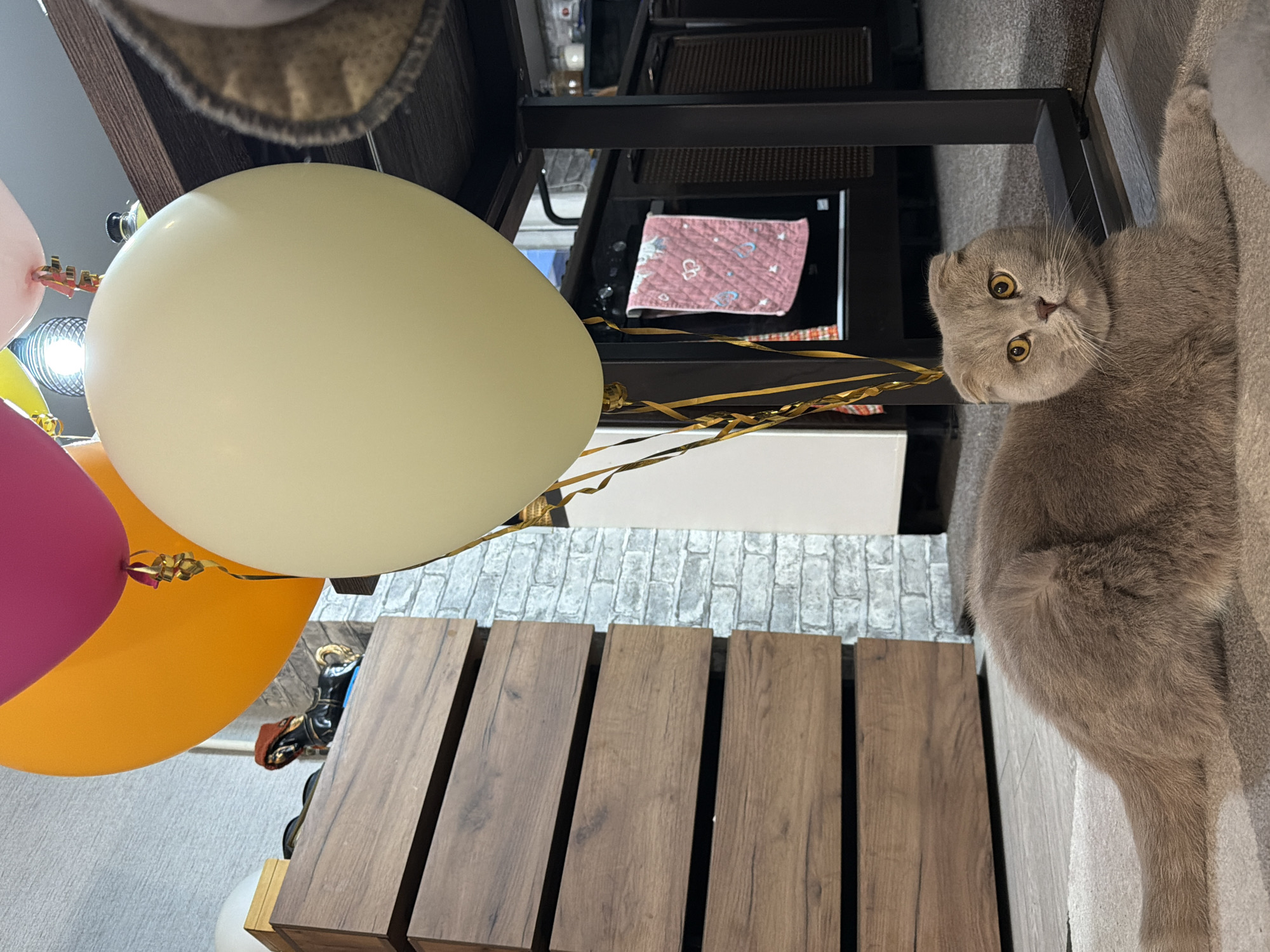 An indoor scene captured from a low angle features a light grey cat, balloons, and various household furniture, suggesting a decorated domestic environment.
The main subject is a short-haired cat with light grey fur, possibly a Scottish Fold due to its distinctive folded ears. It is lying on a light grey carpet or rug on the right side of the frame, looking directly at the camera with wide, alert amber eyes and a curious or slightly surprised expression.
On the left side of the image, a cluster of inflated balloons occupies much of the space. A large, off-white or pale yellow balloon is most prominent, partially obscuring vibrant magenta/pink and orange/yellow balloons below it. All are tied with golden, crinkled ribbons, indicating a festive occasion.
In the mid-ground, a dark brown wooden table or bench with distinct planks is visible, extending across the lower-center. Behind the balloons and the wooden surface, a wall features light grey, brick-patterned wallpaper. Further back, a dark metal furniture piece, possibly a shelving unit, holds a small, pink quilted cloth adorned with white heart and star patterns. A small lamp or light fixture is also visible among the balloons.
The scene is well-lit, likely by interior artificial lighting. No specific time of day or outdoor weather conditions can be determined. The atmosphere is quiet, centered around the cat's interaction with the camera amidst the celebratory decorations. No text is visible in the image. The setting is a private interior in Chaikovsky, Russia.